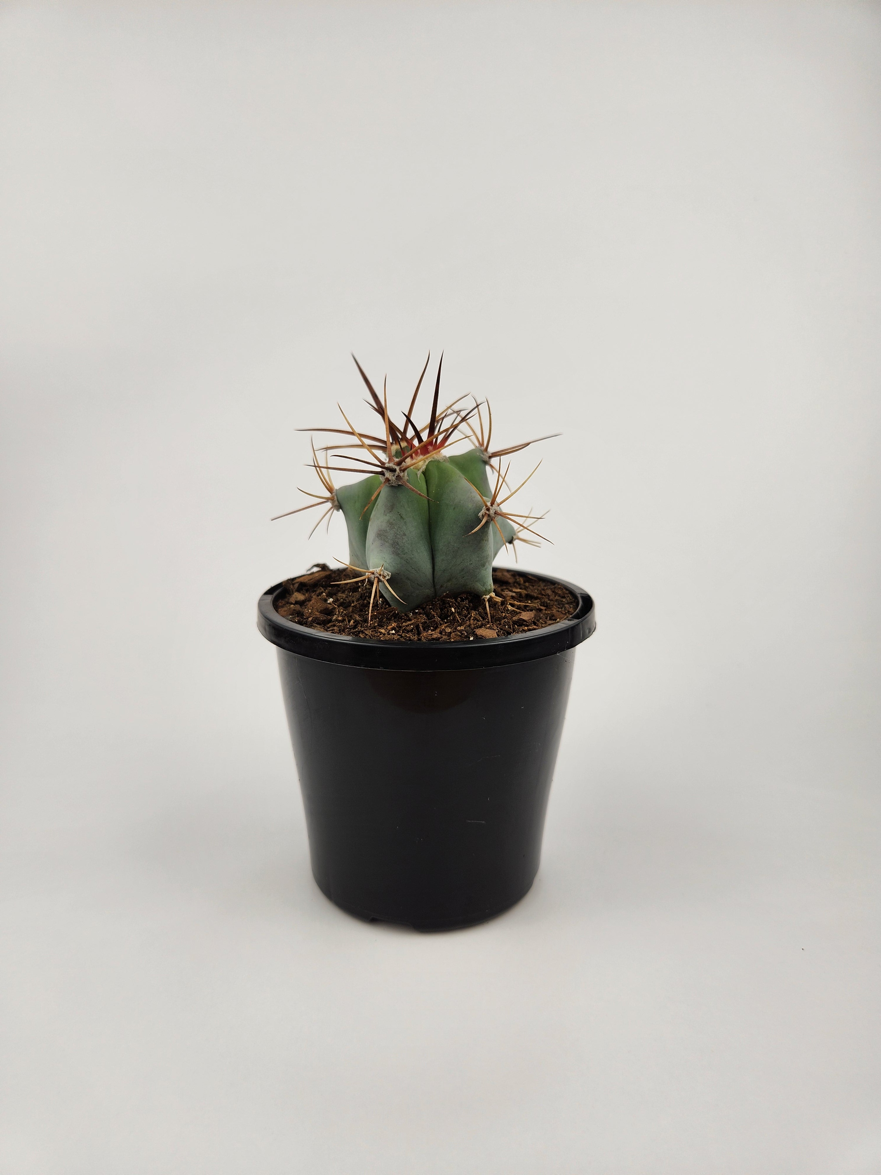 ECHINOCACTUS PLATYACANTHUS