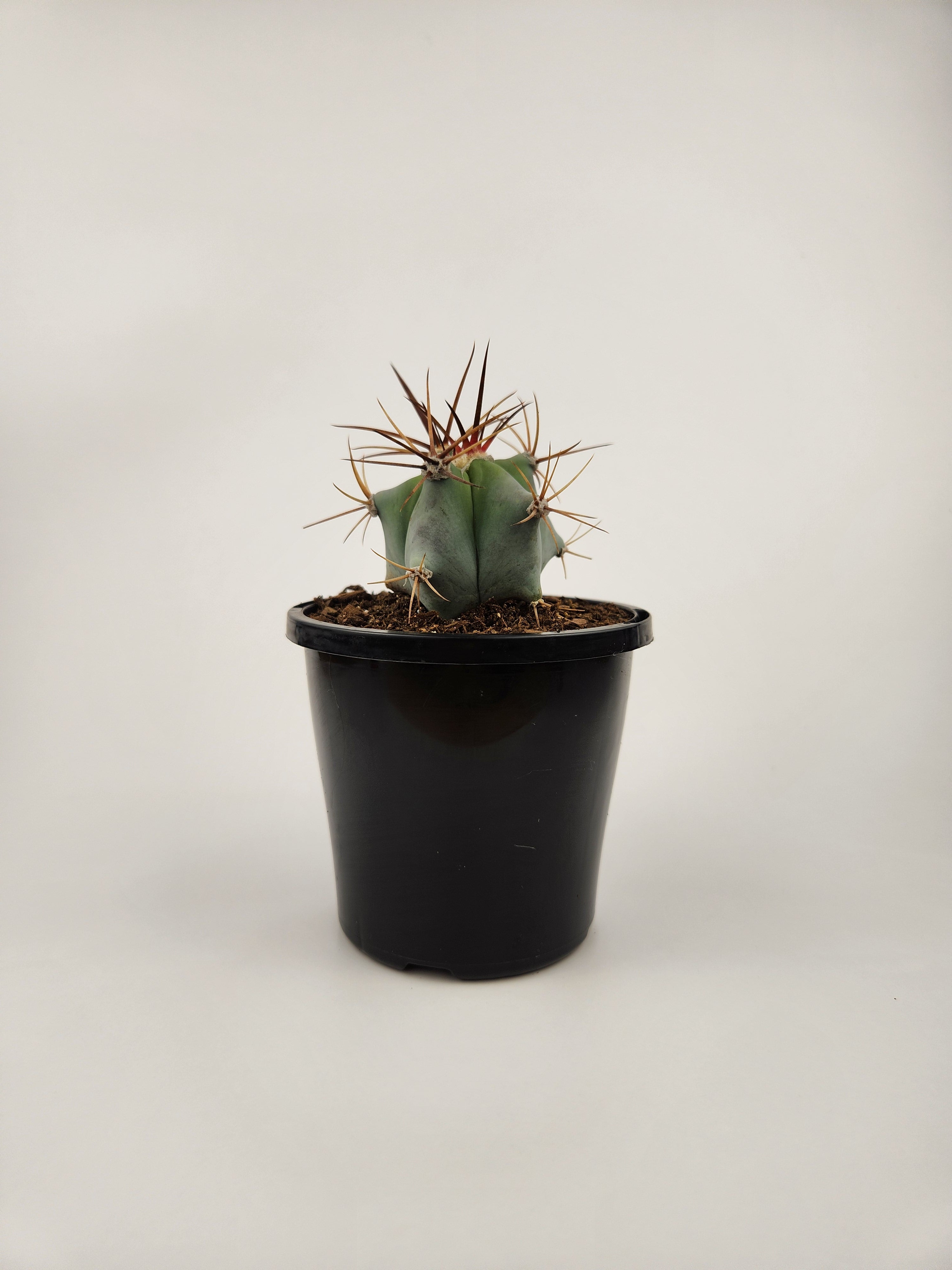 ECHINOCACTUS PLATYACANTHUS