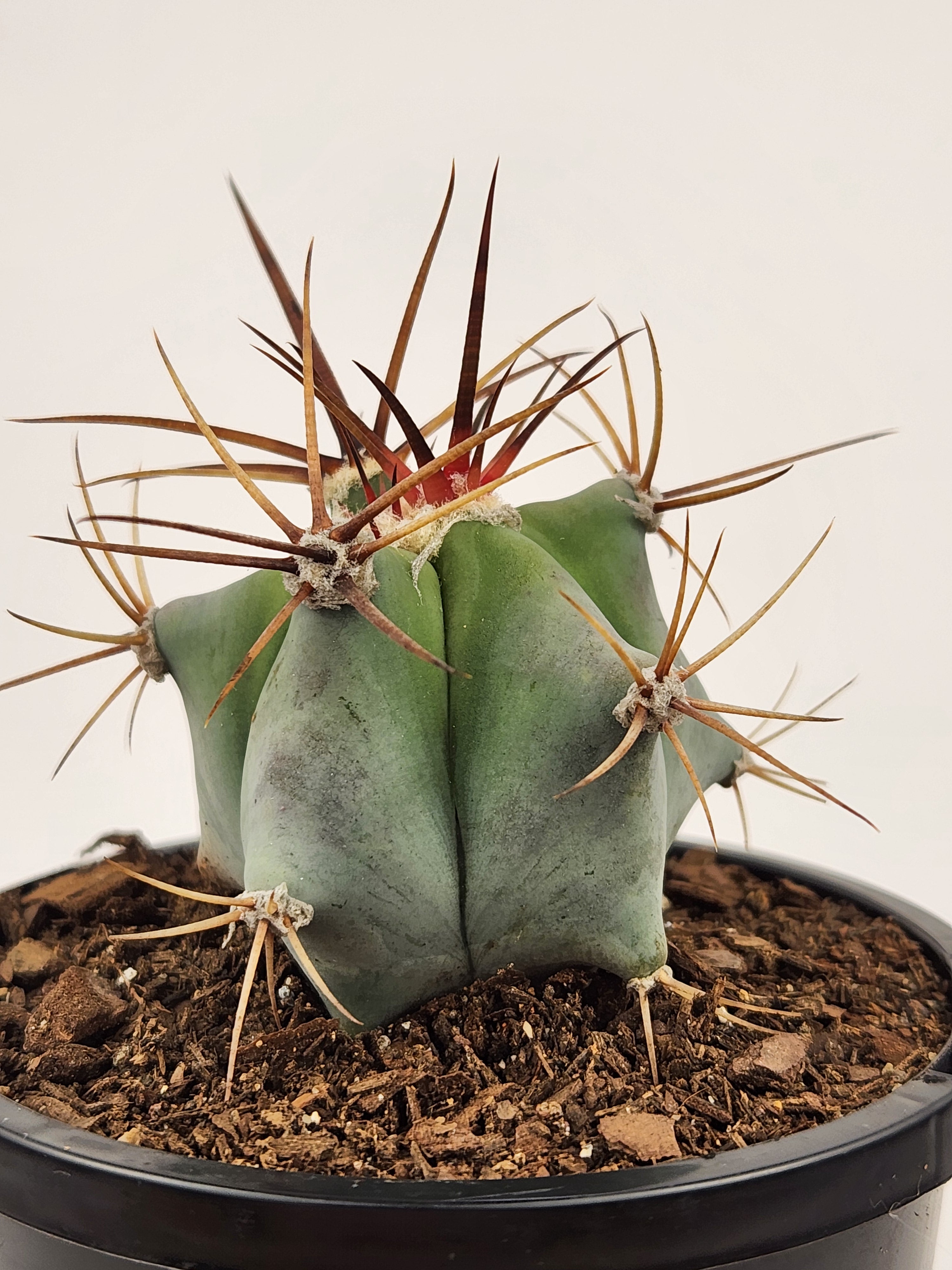 ECHINOCACTUS PLATYACANTHUS