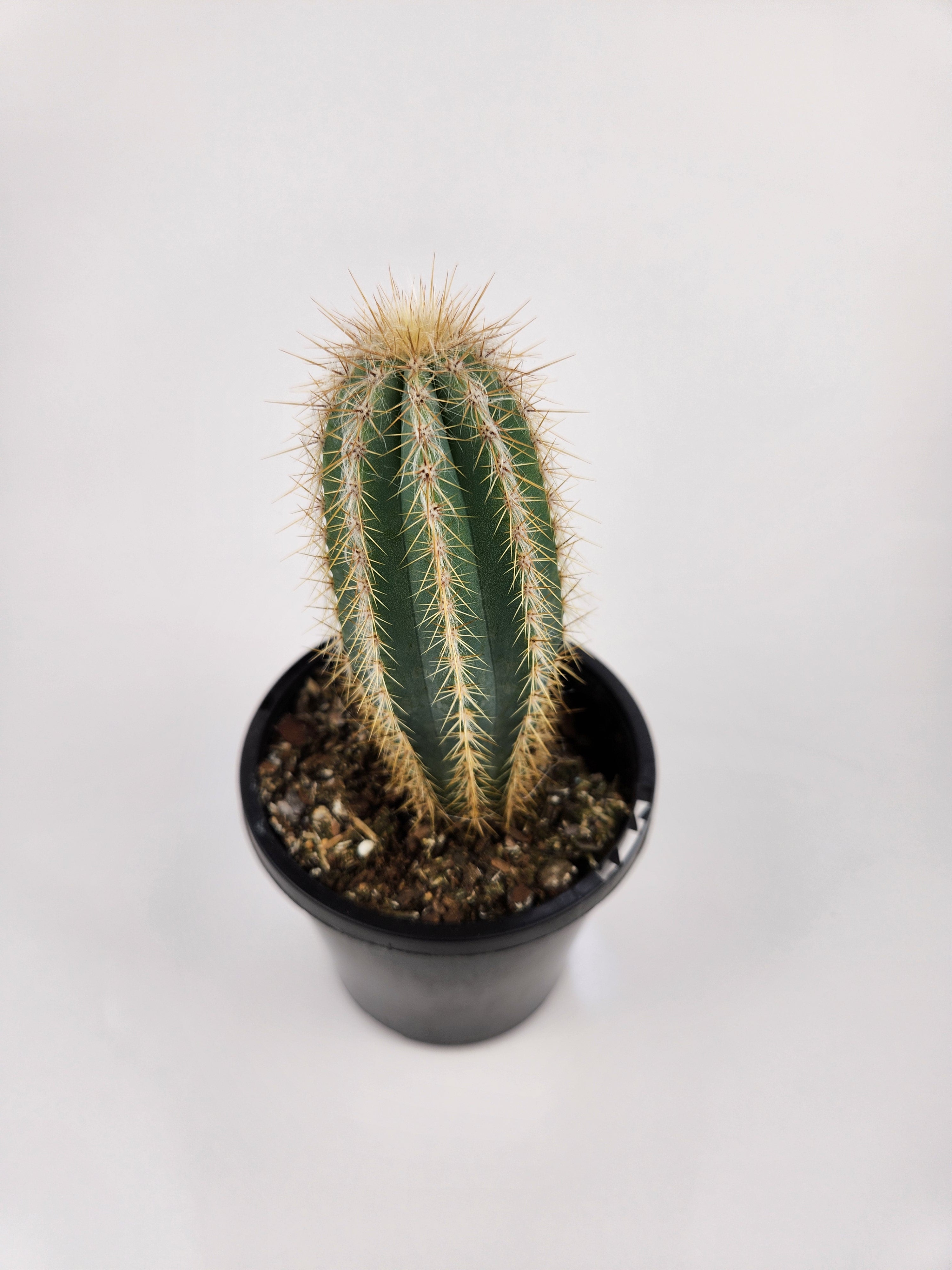 PILOSOCEREUS PACHYCLADUS