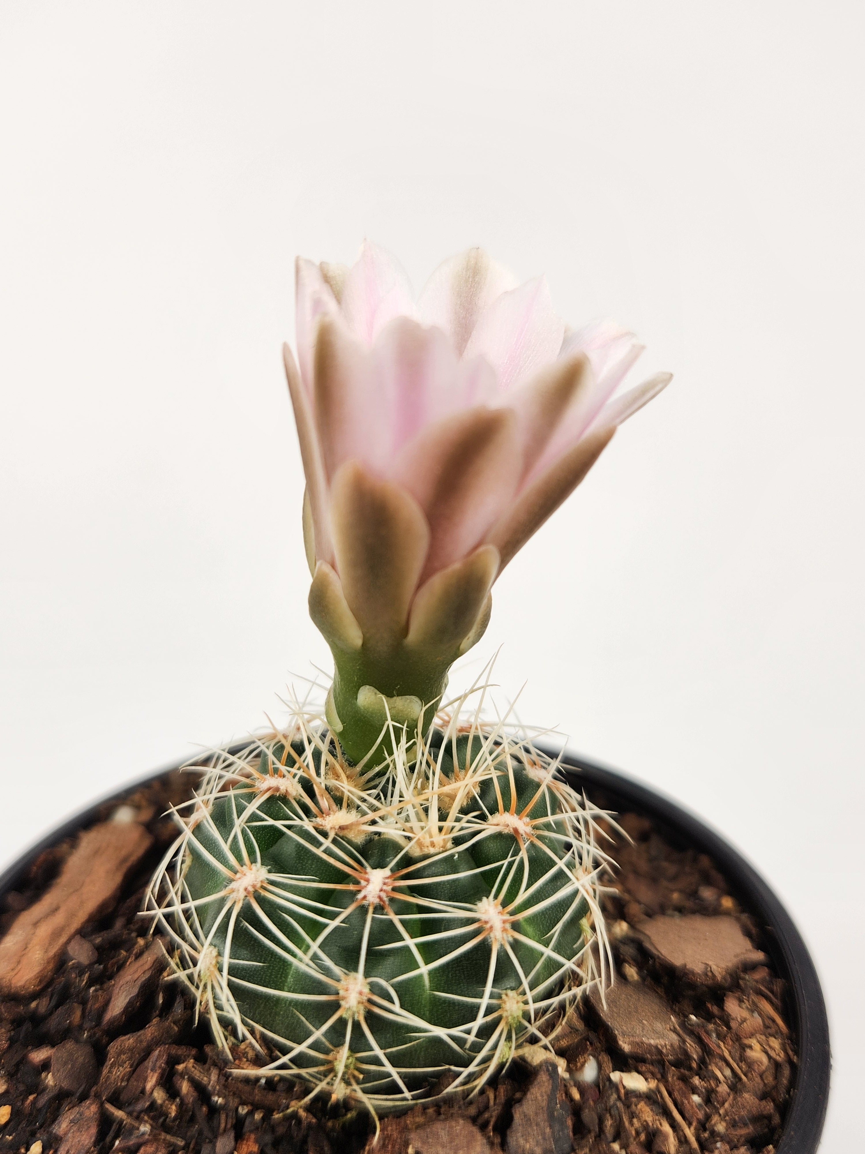GYMNOCALYCIUM BRUCHII
