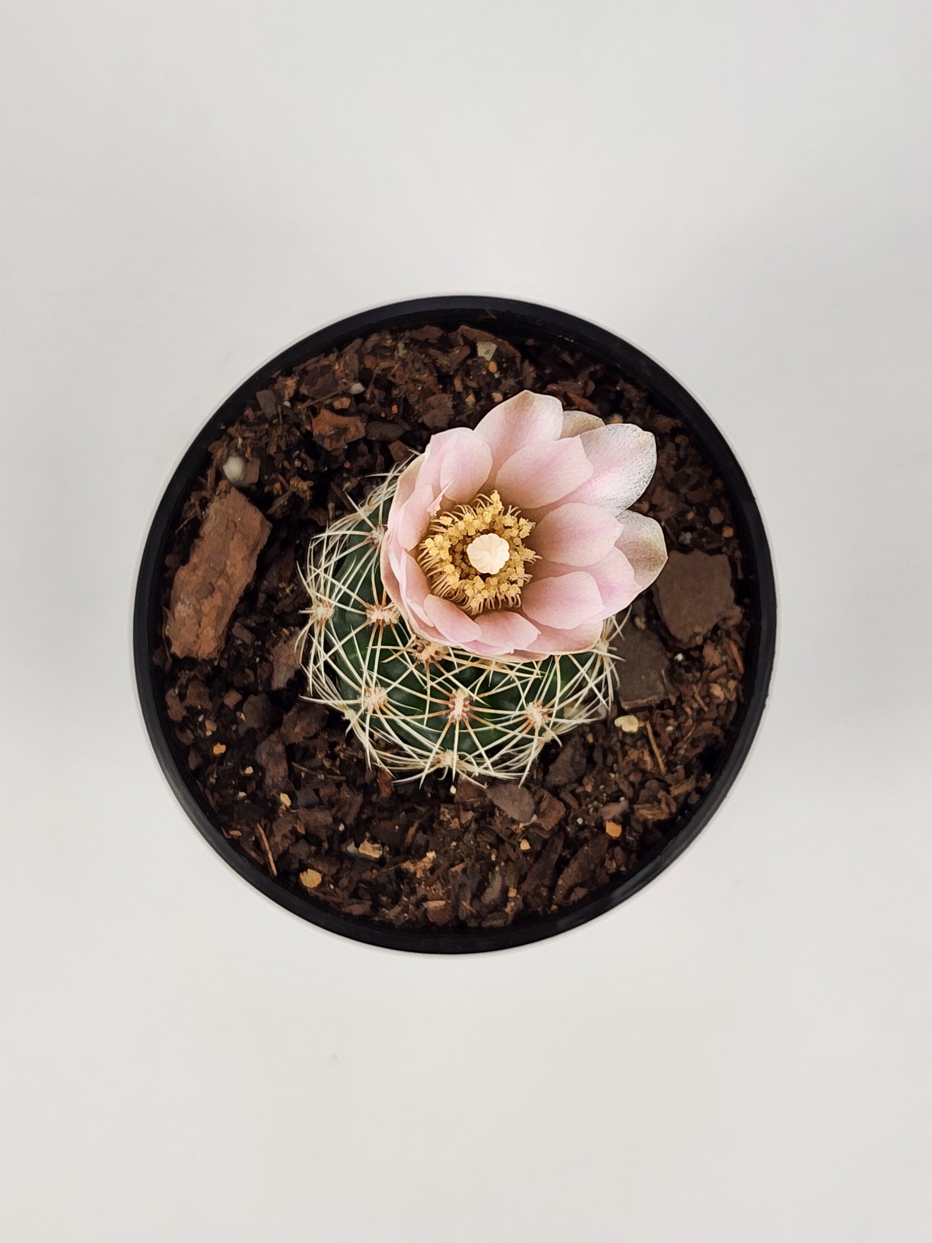 GYMNOCALYCIUM BRUCHII