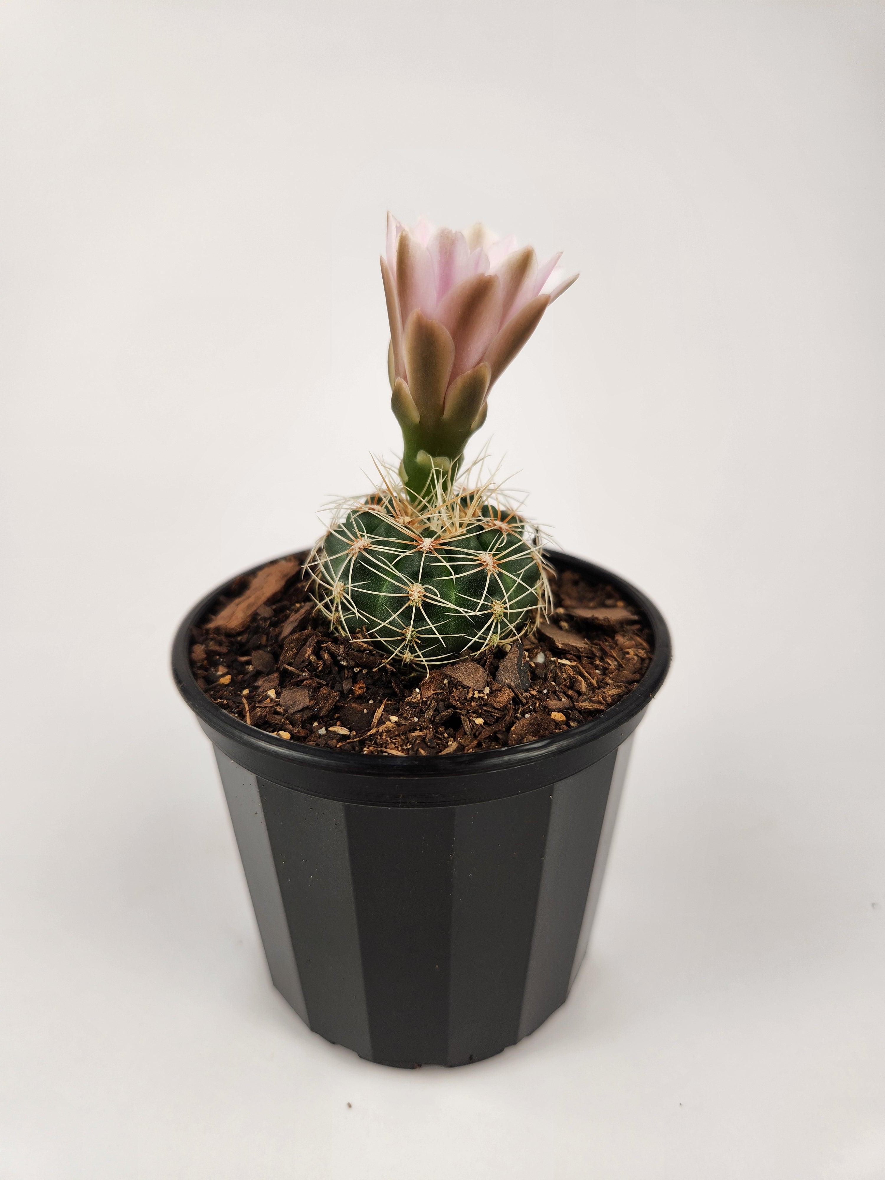 GYMNOCALYCIUM BRUCHII