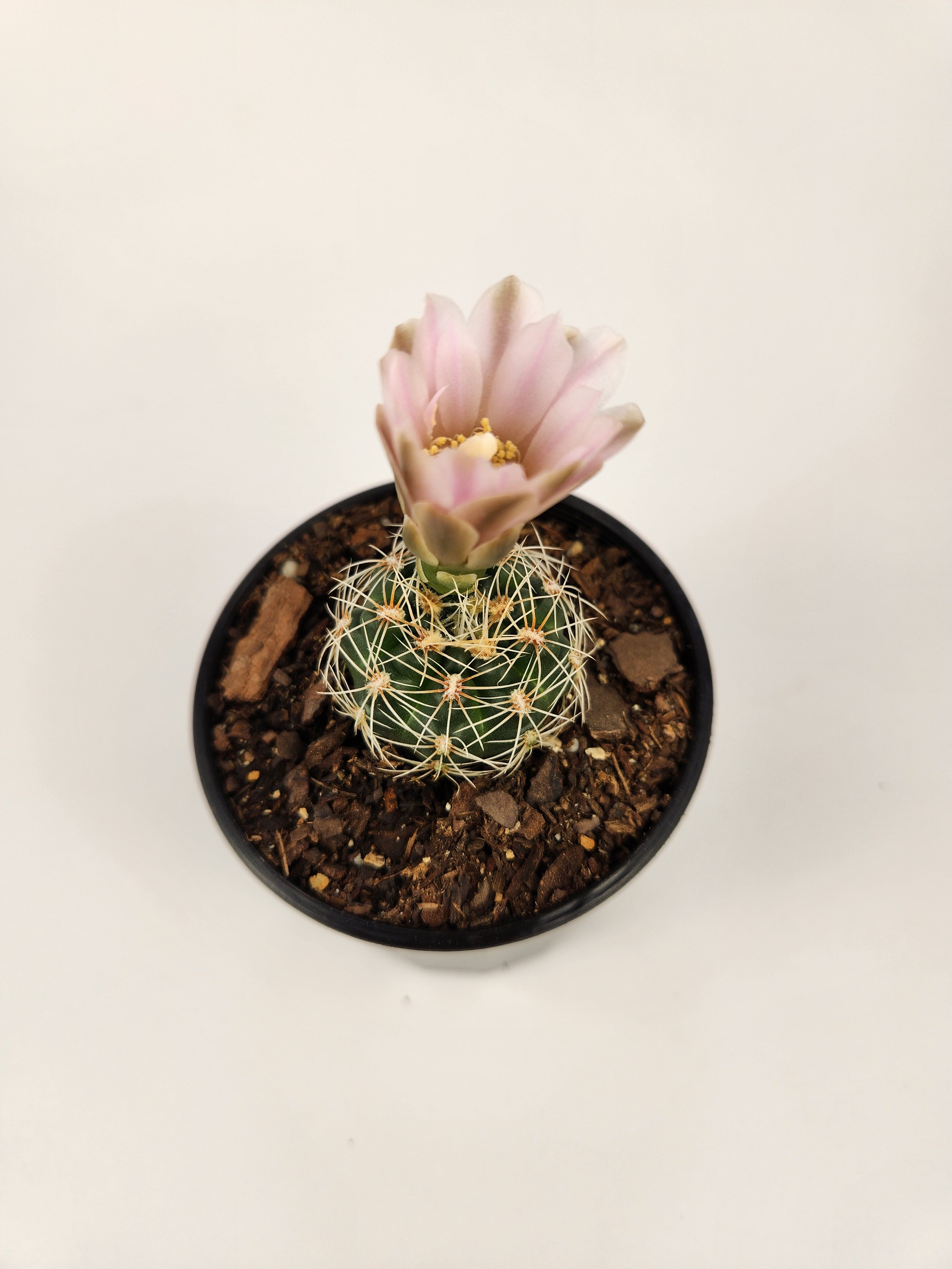 GYMNOCALYCIUM BRUCHII