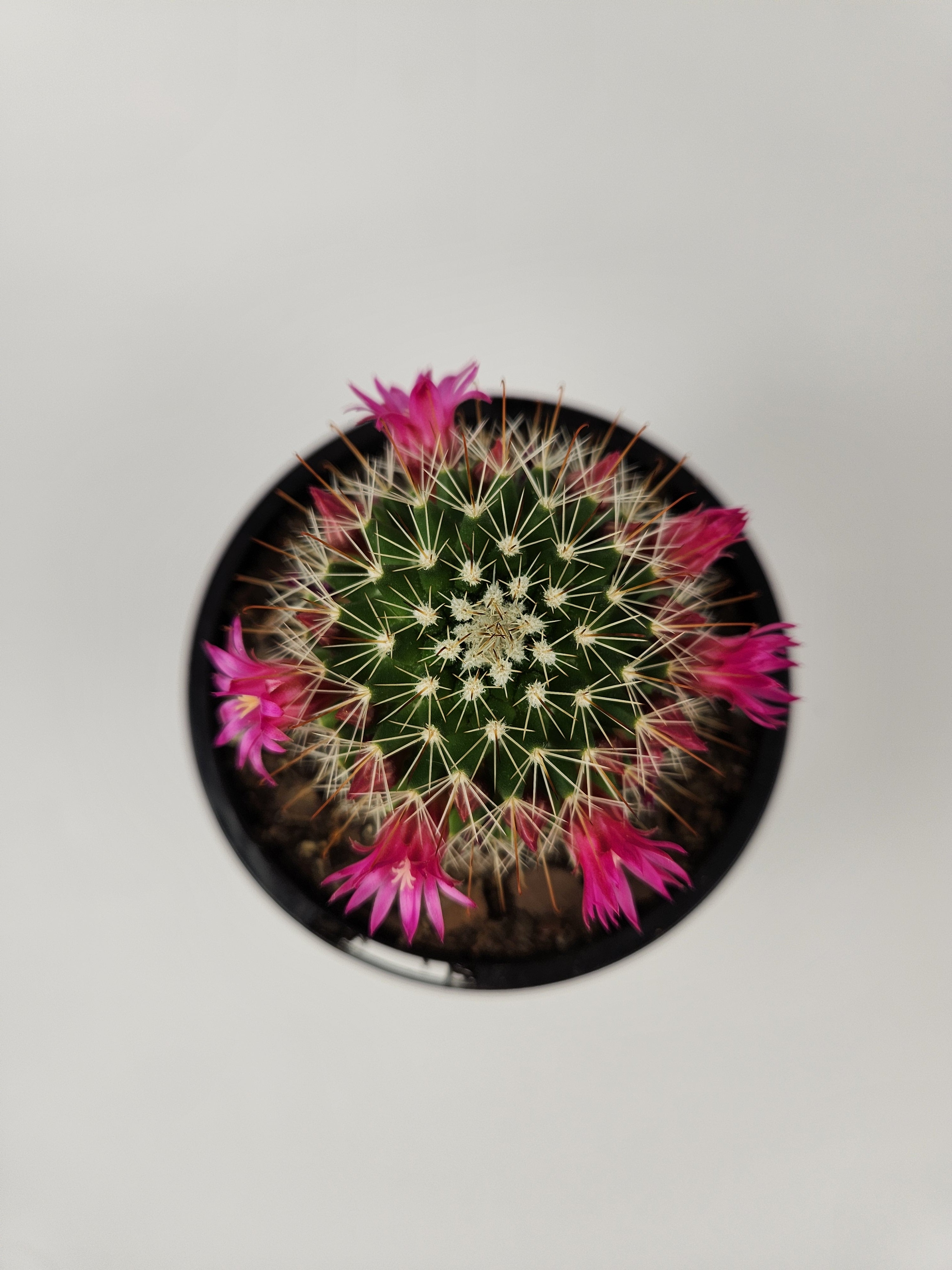 MAMMILLARIA SPINOSISSIMA