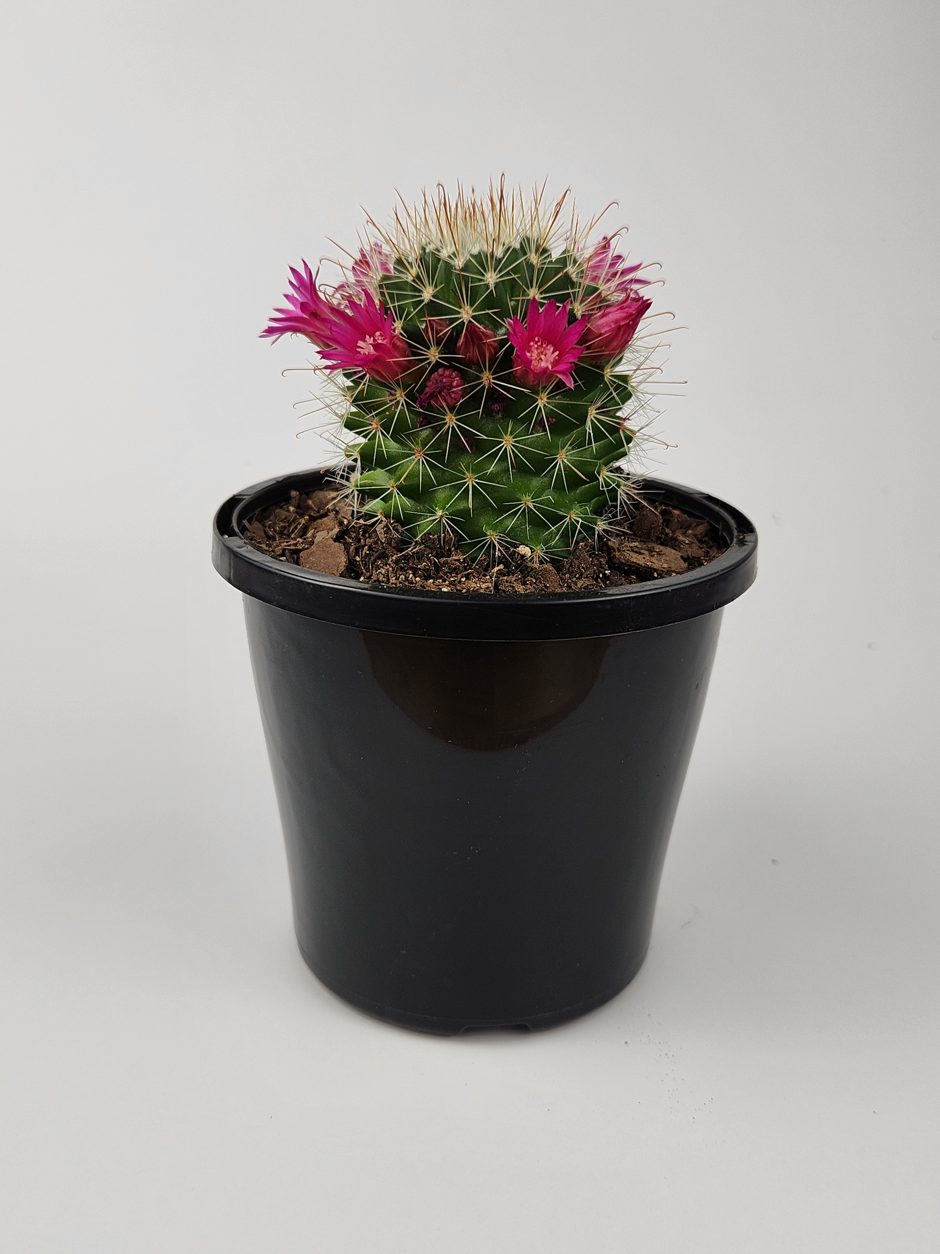 MAMMILLARIA SPINOSISSIMA