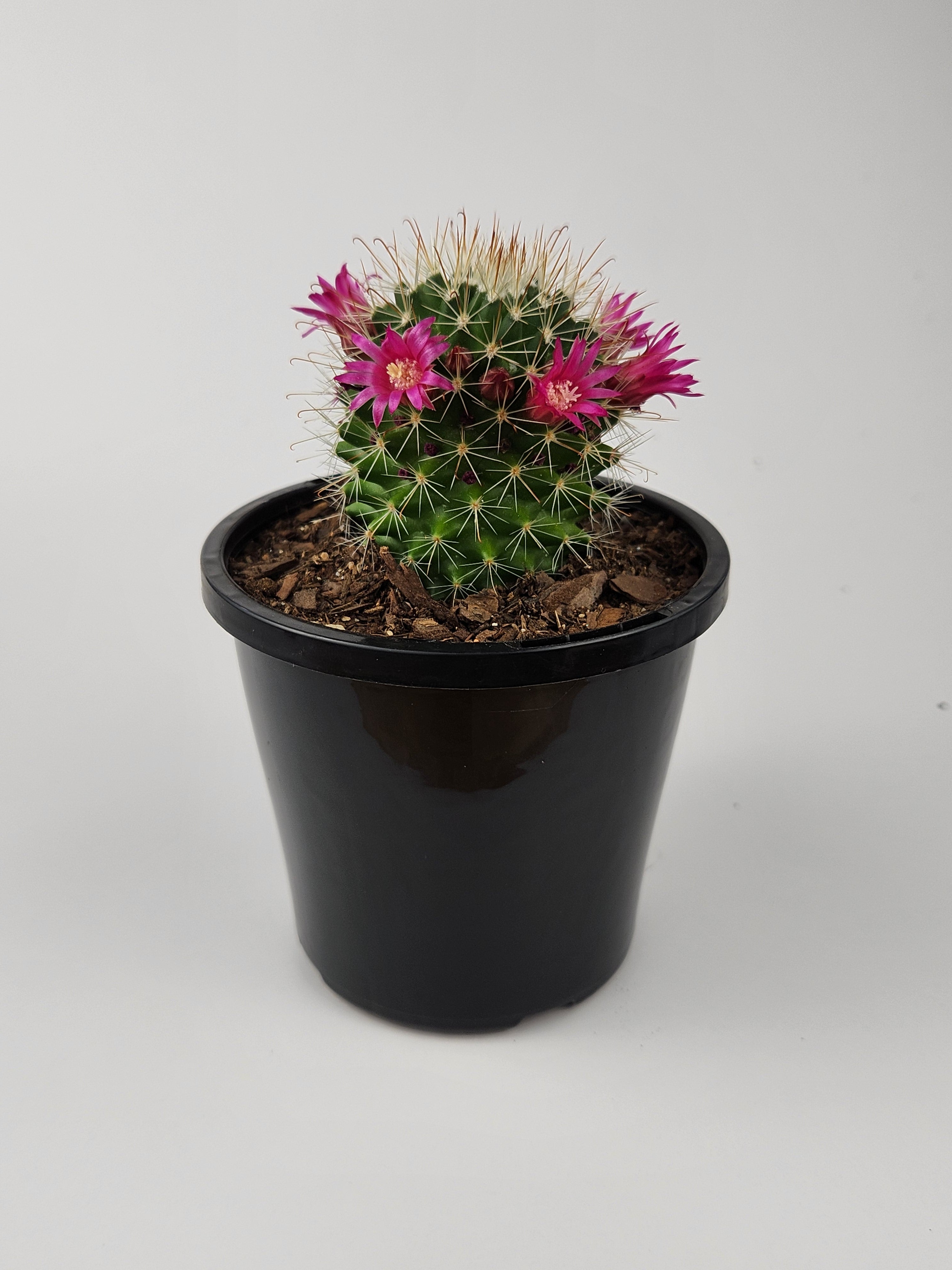 MAMMILLARIA SPINOSISSIMA