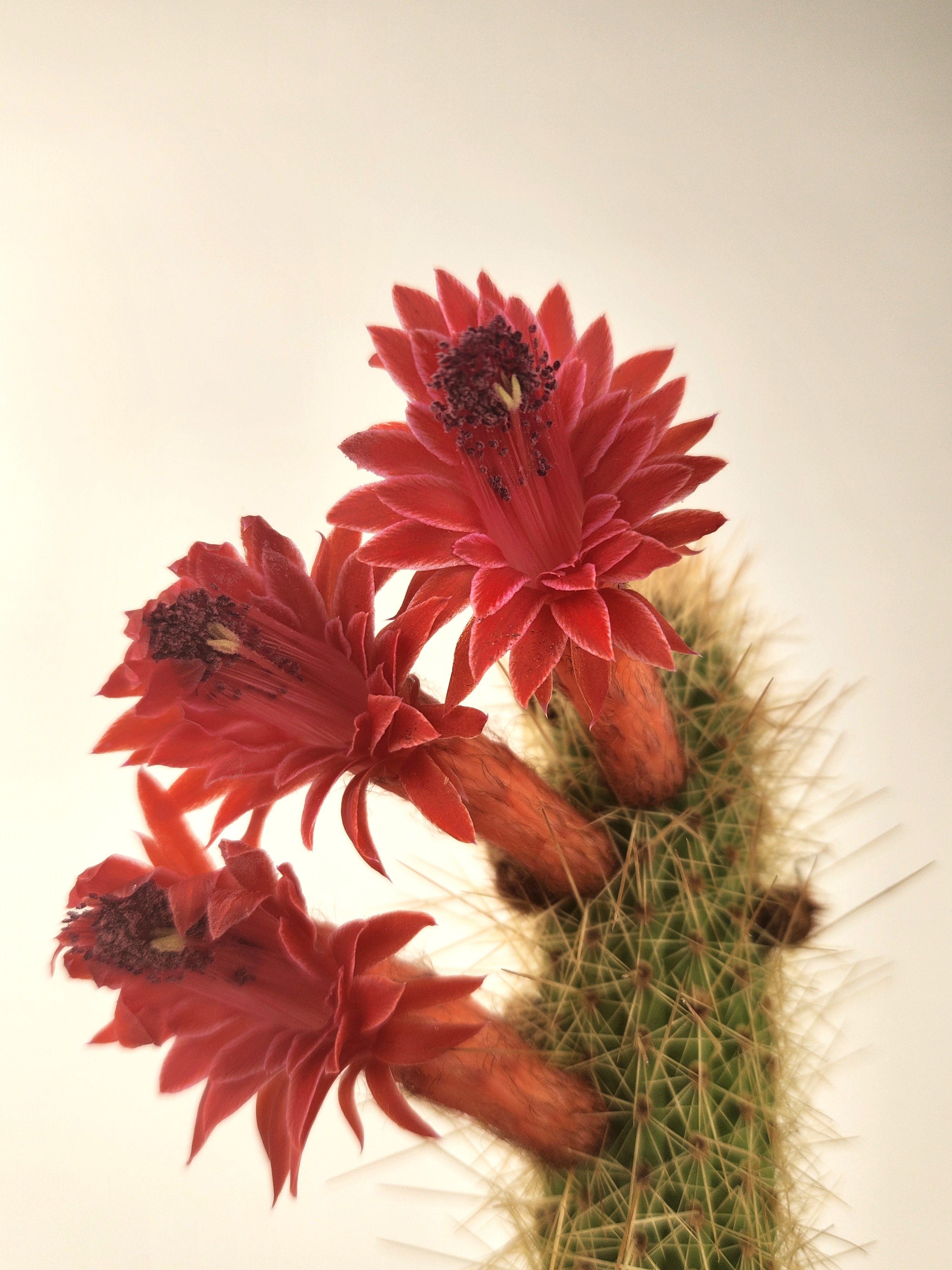 CLEISTOCACTUS SAMAIPATANUS