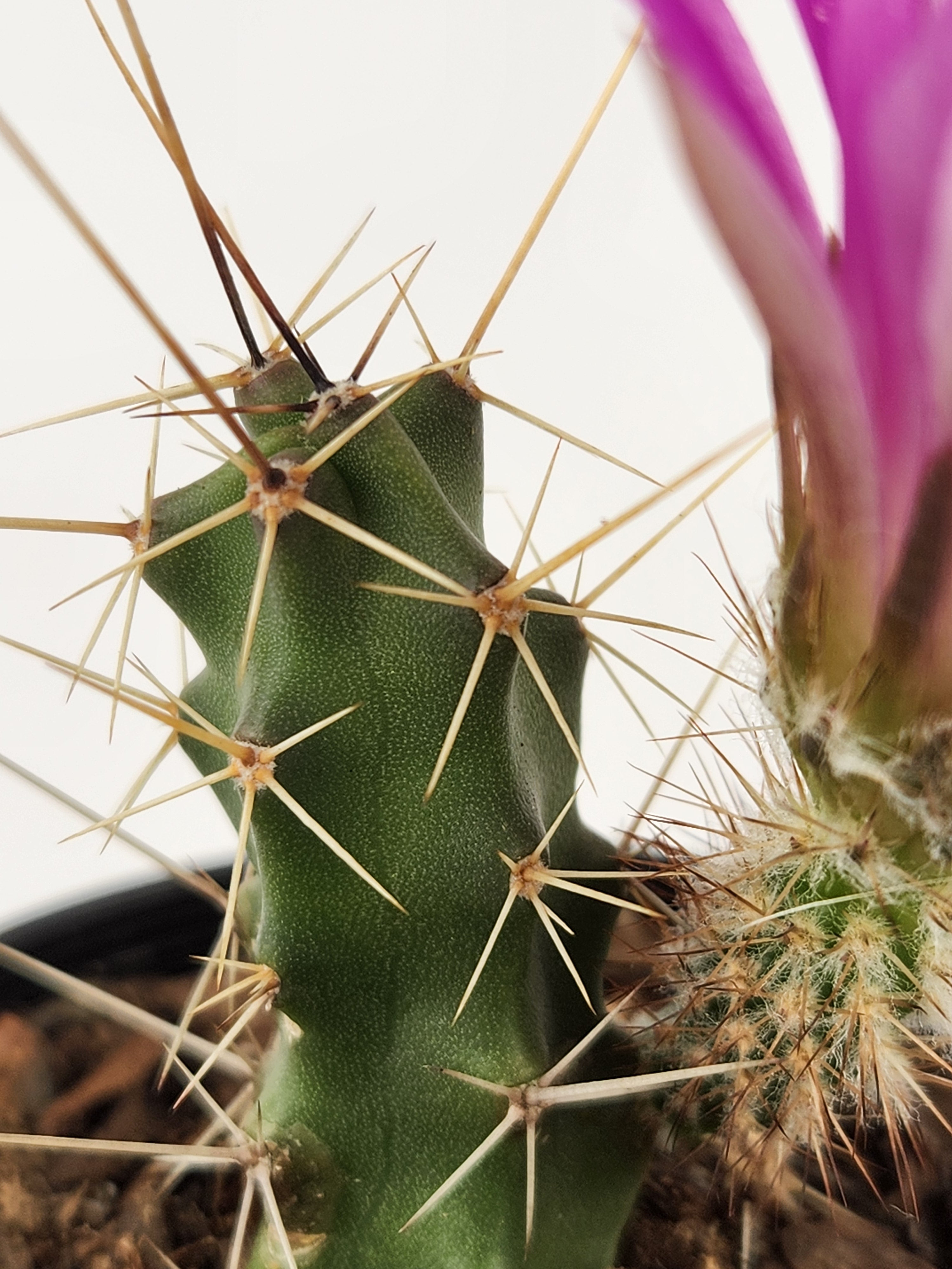 ECHINOCEREUS PENTALOPHUS