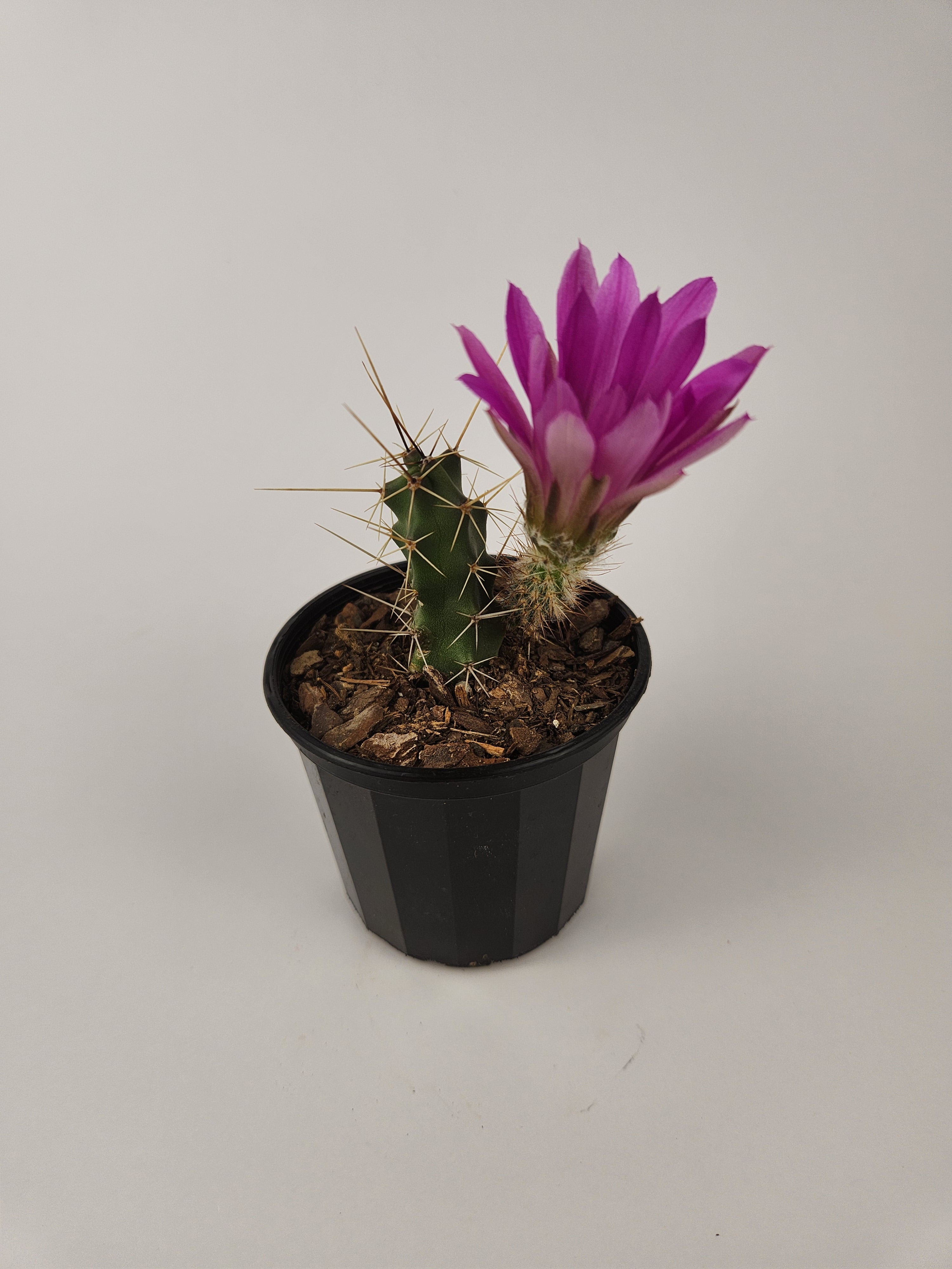 ECHINOCEREUS PENTALOPHUS
