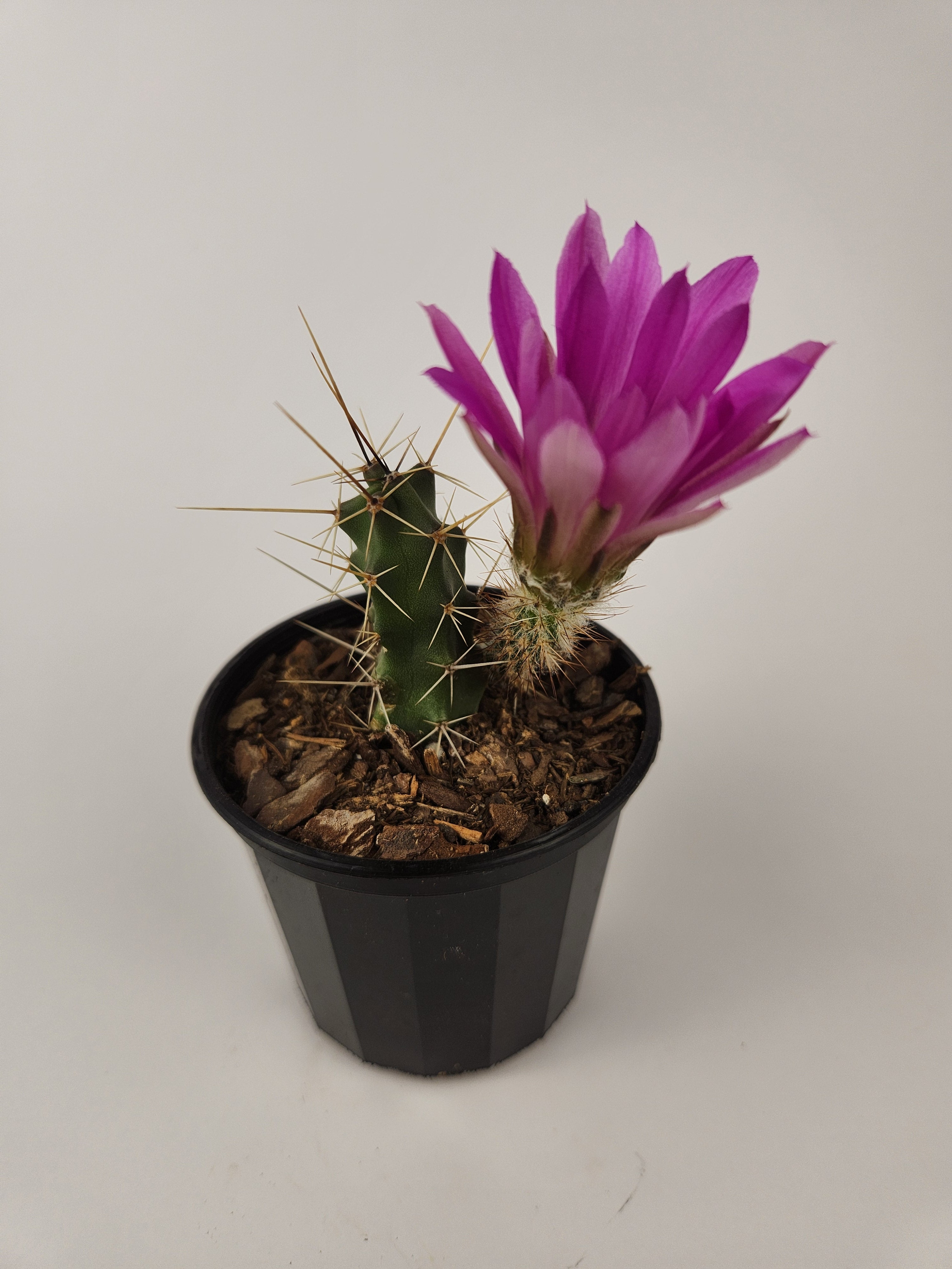 ECHINOCEREUS PENTALOPHUS