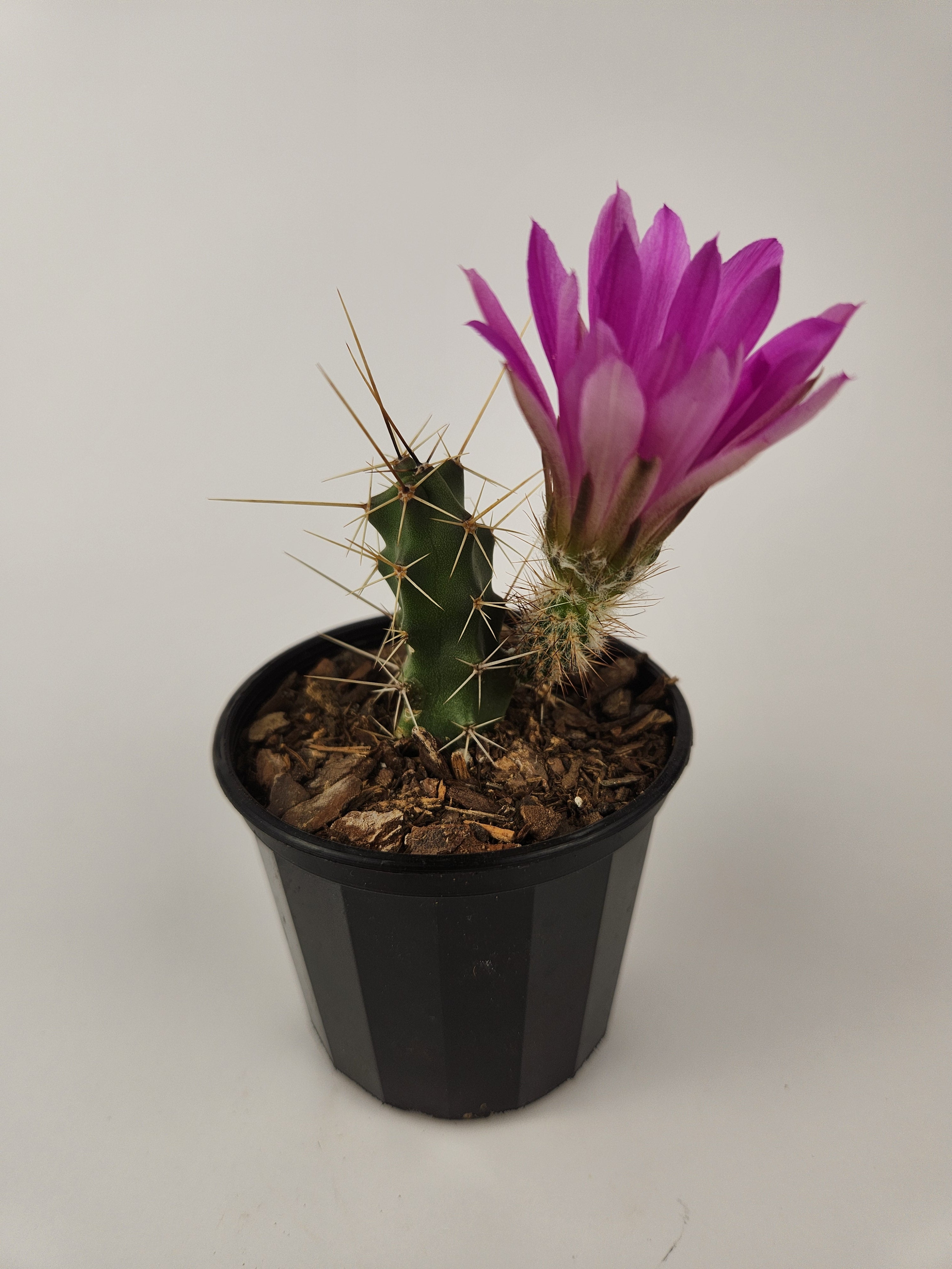 ECHINOCEREUS PENTALOPHUS
