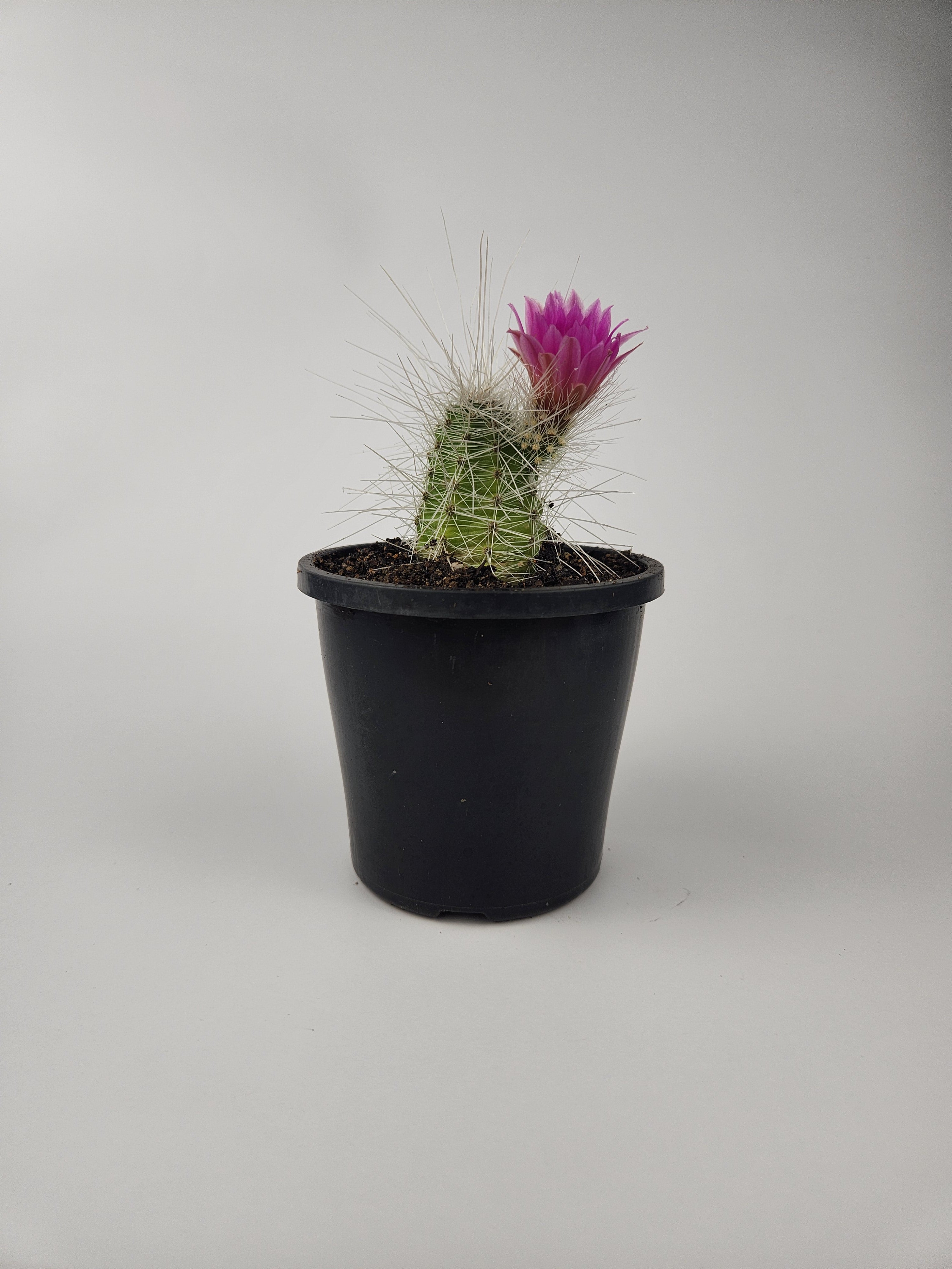 ECHINOCEREUS PARKERI SUBS.