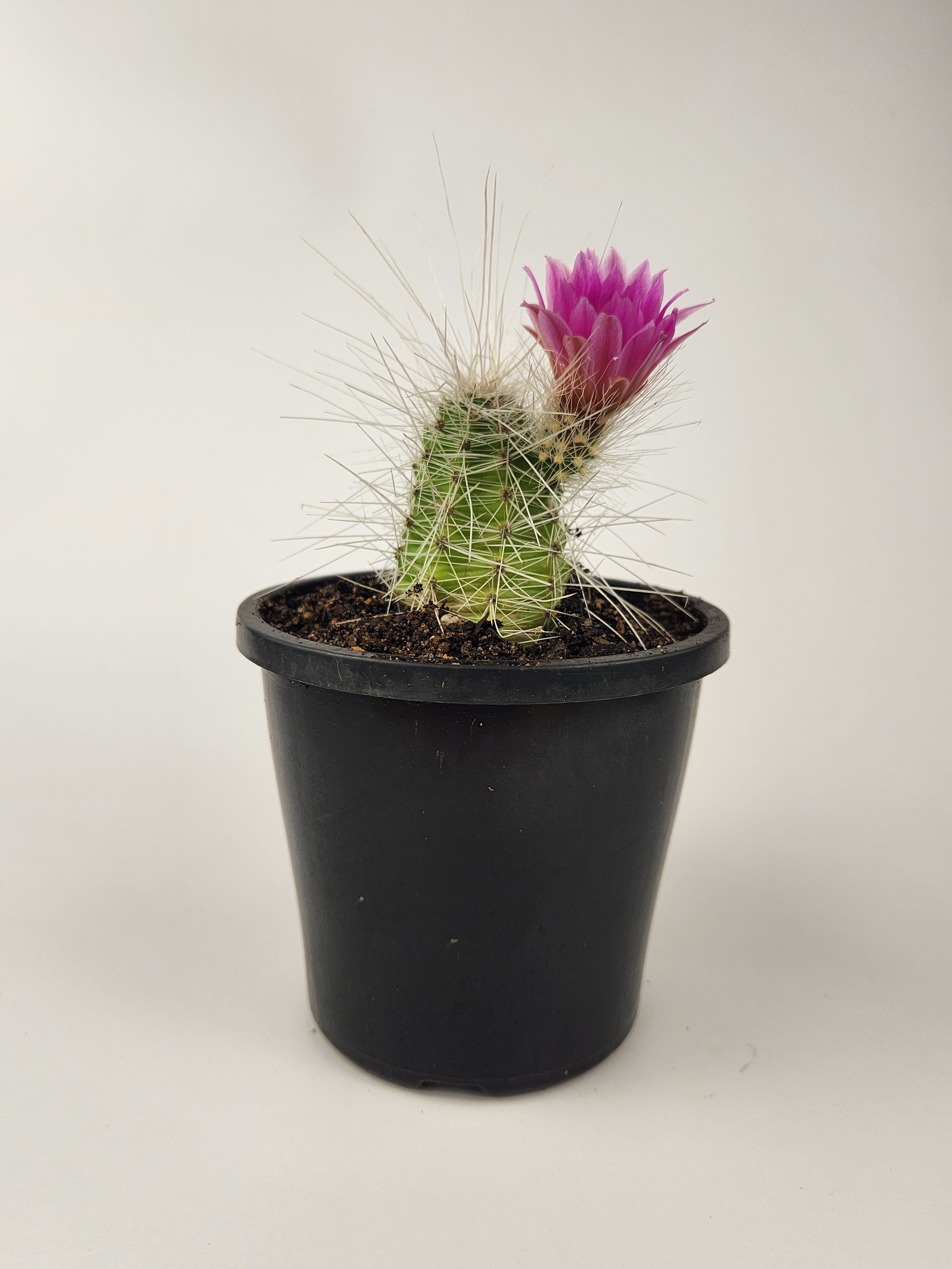 ECHINOCEREUS PARKERI SUBS.