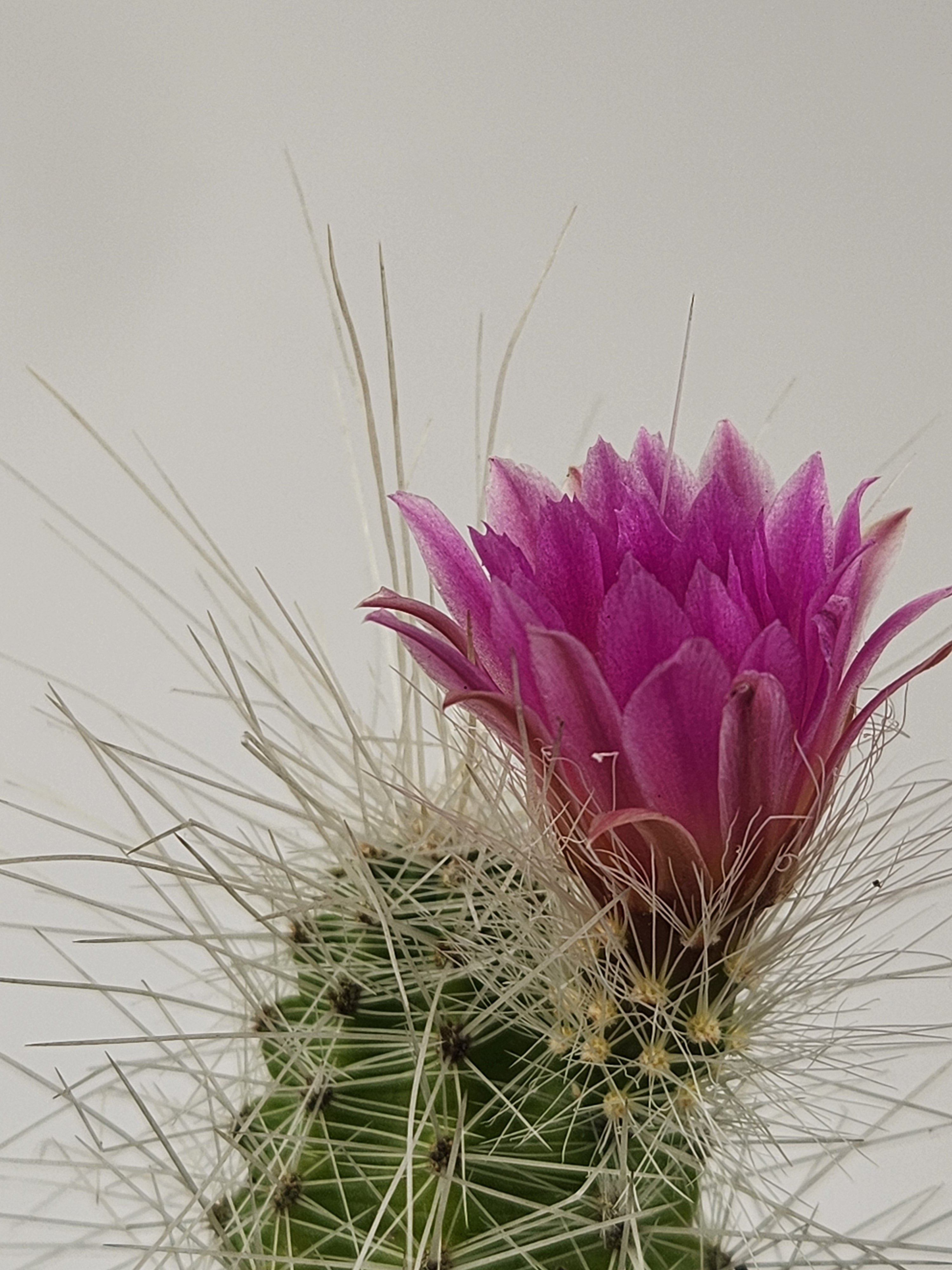 ECHINOCEREUS PARKERI SUBS.