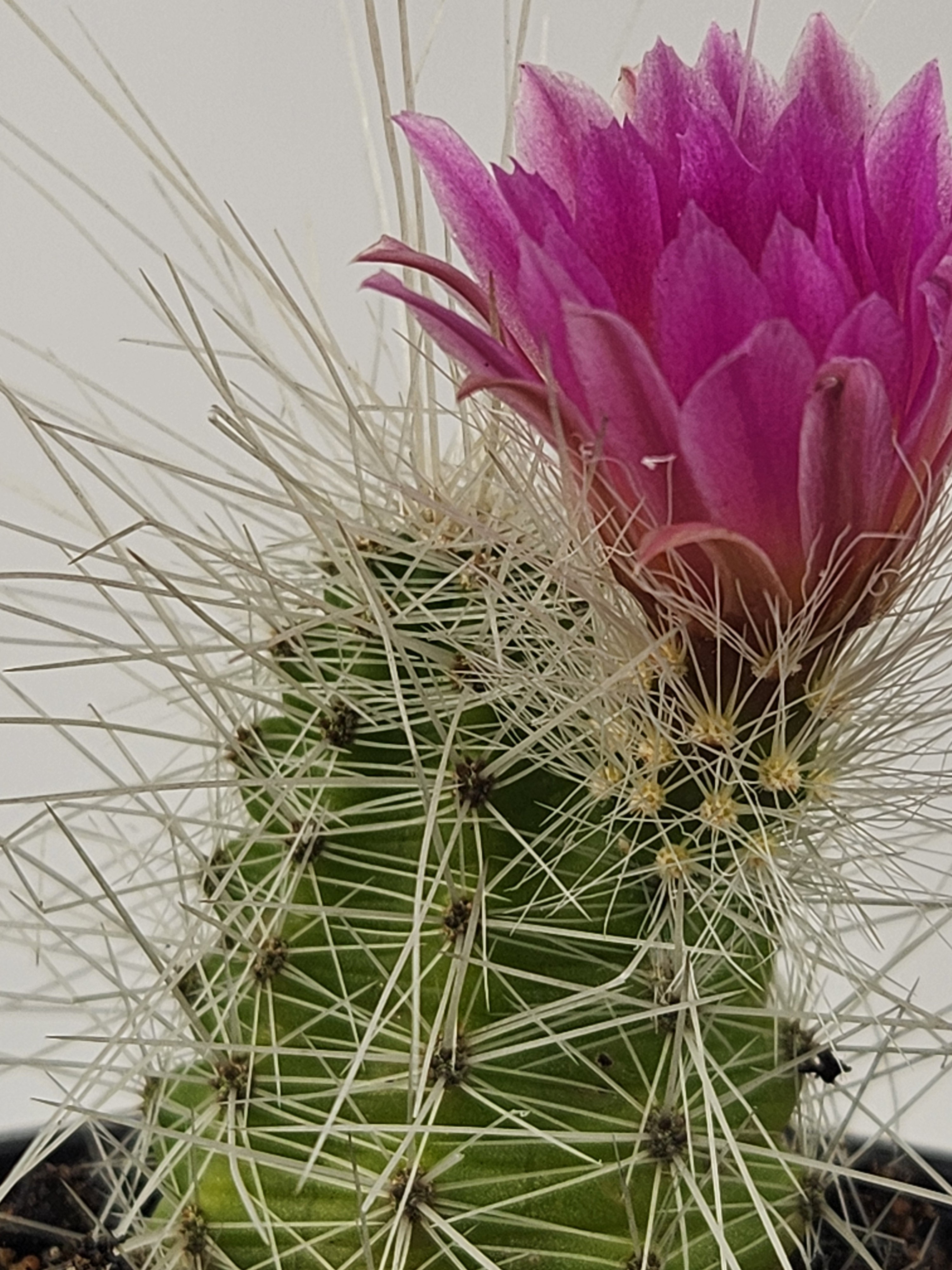 ECHINOCEREUS PARKERI SUBS.