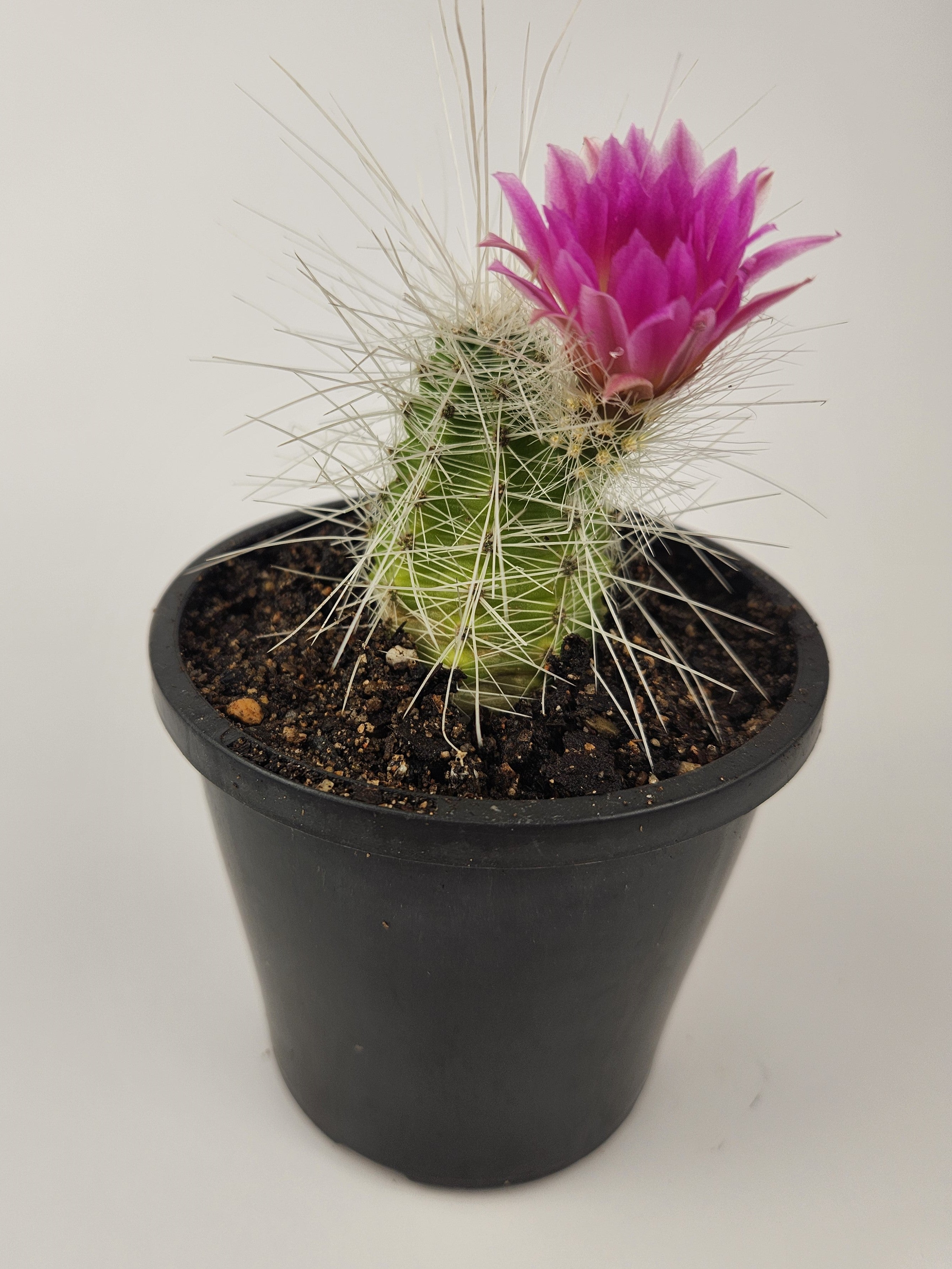 ECHINOCEREUS PARKERI SUBS.