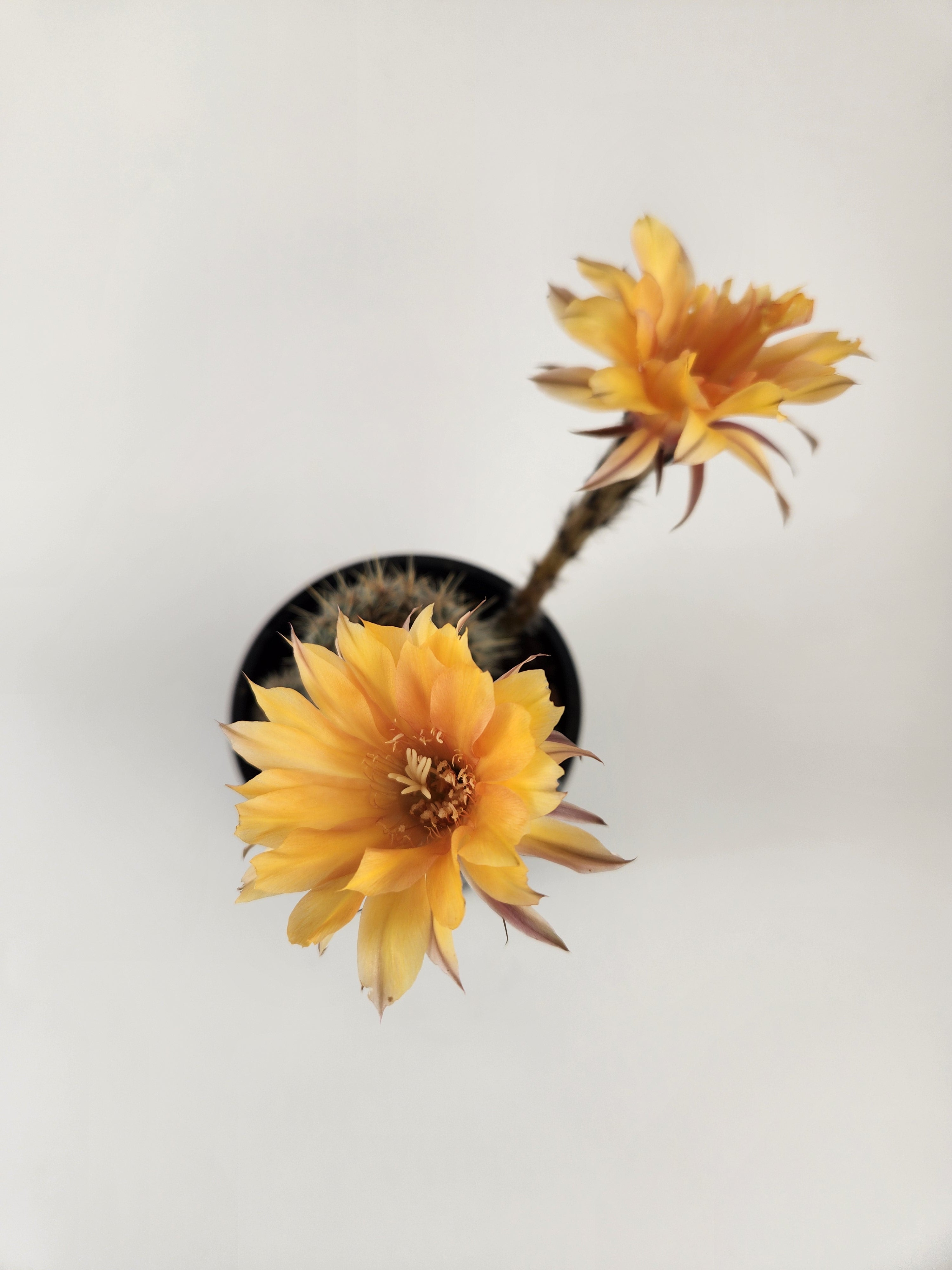 ECHINOPSIS HYBRID (CUSTARD YELLOW)