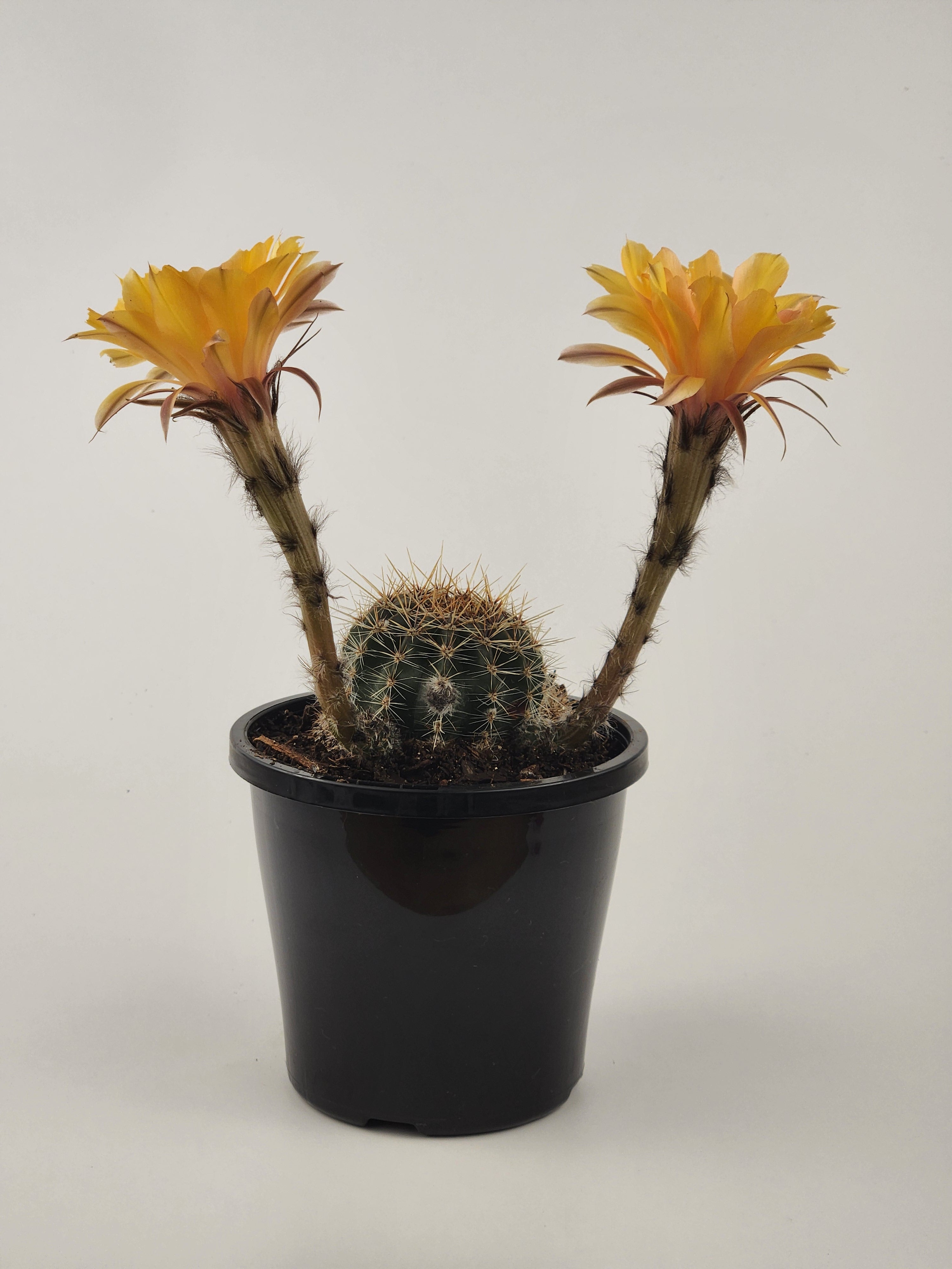 ECHINOPSIS HYBRID (CUSTARD YELLOW)