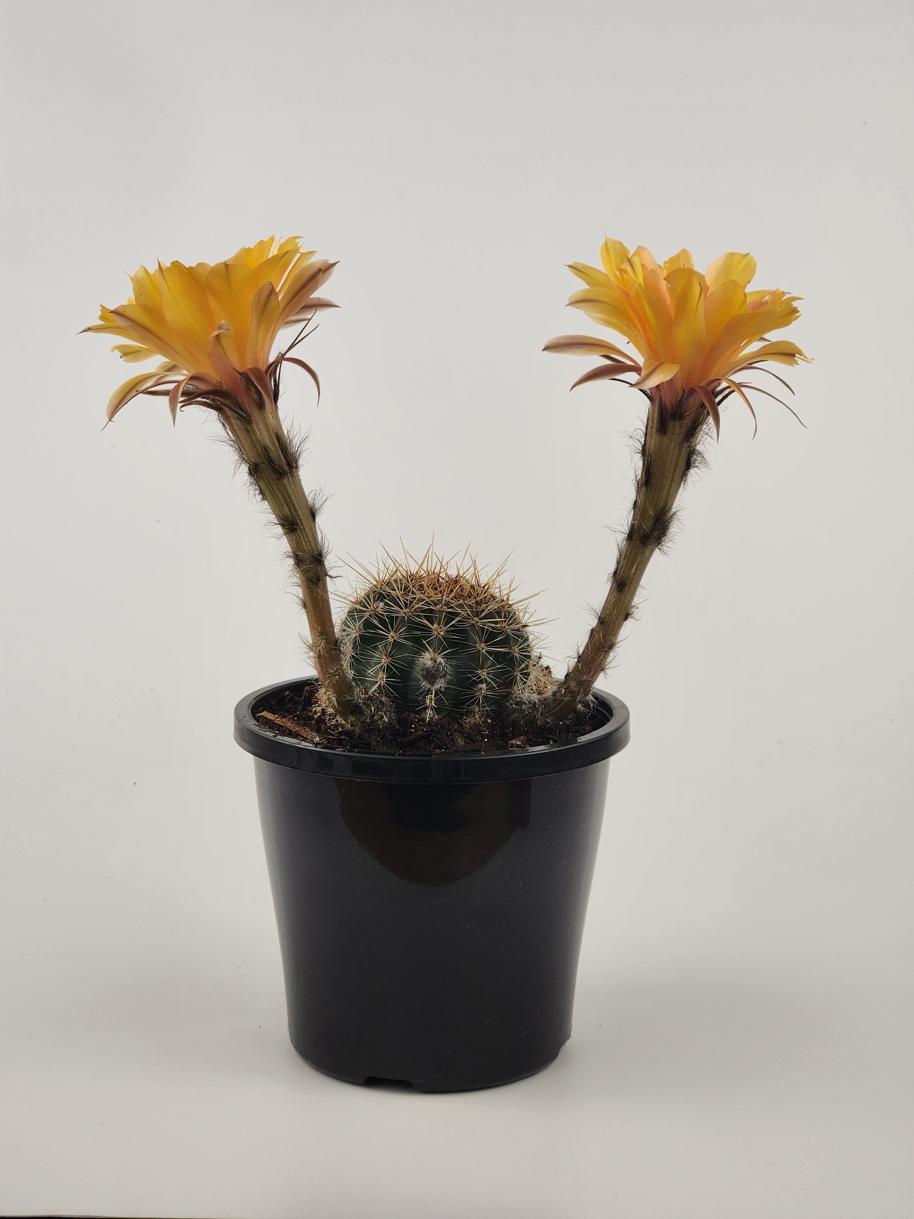 ECHINOPSIS HYBRID (CUSTARD YELLOW)