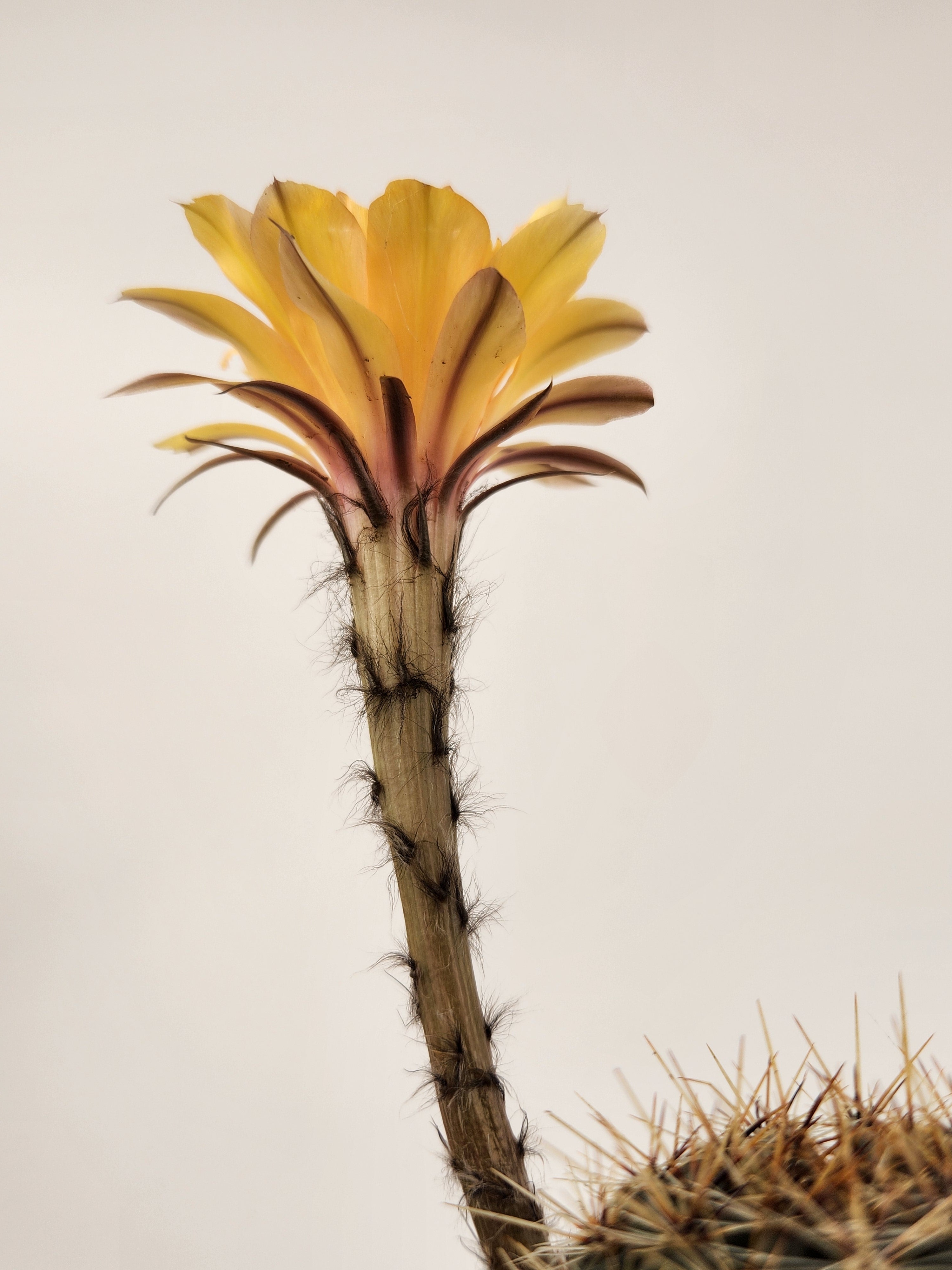 ECHINOPSIS HYBRID (CUSTARD YELLOW)