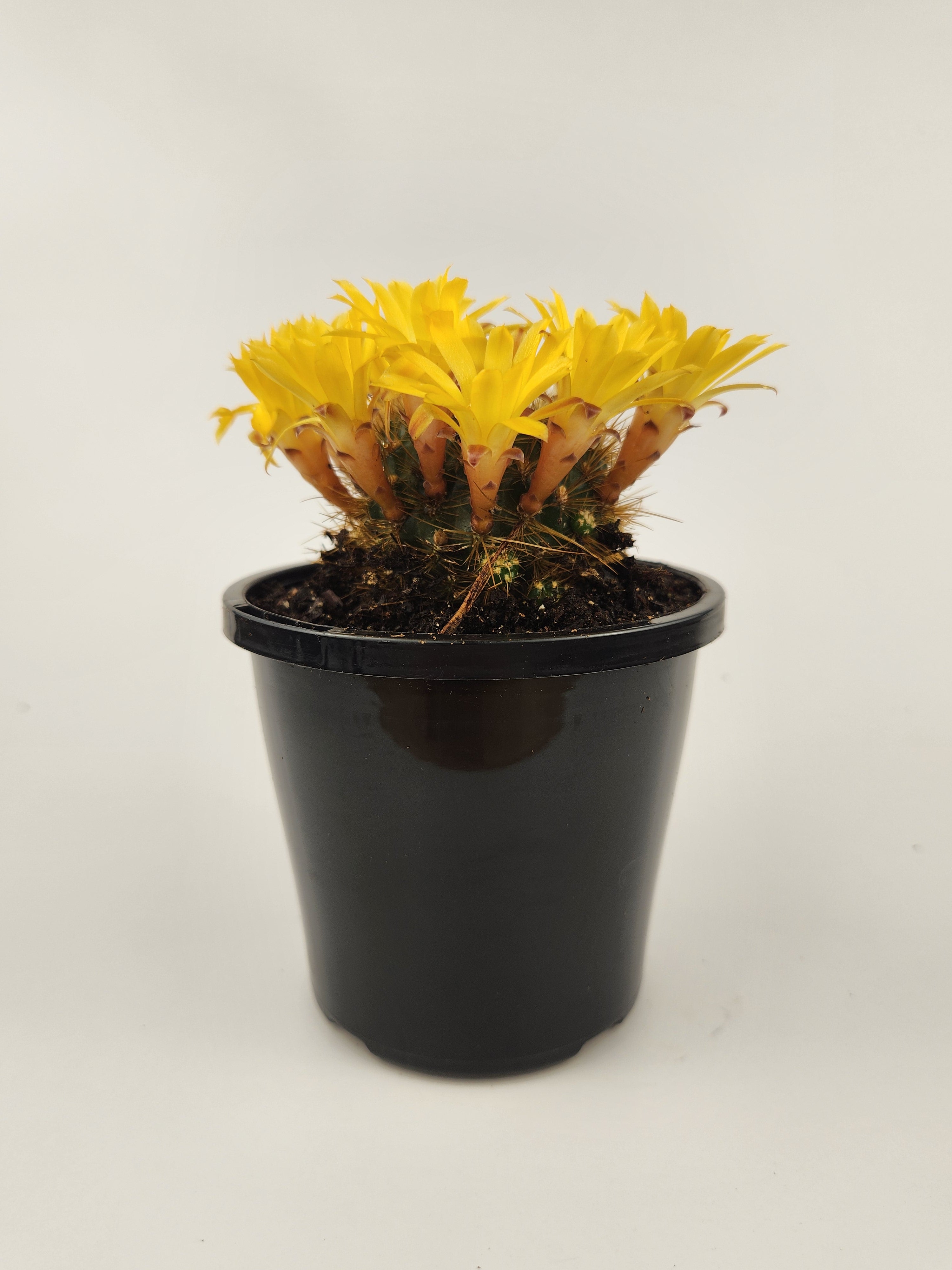 SULCOREBUTIA ARENACEA V. MENESESII