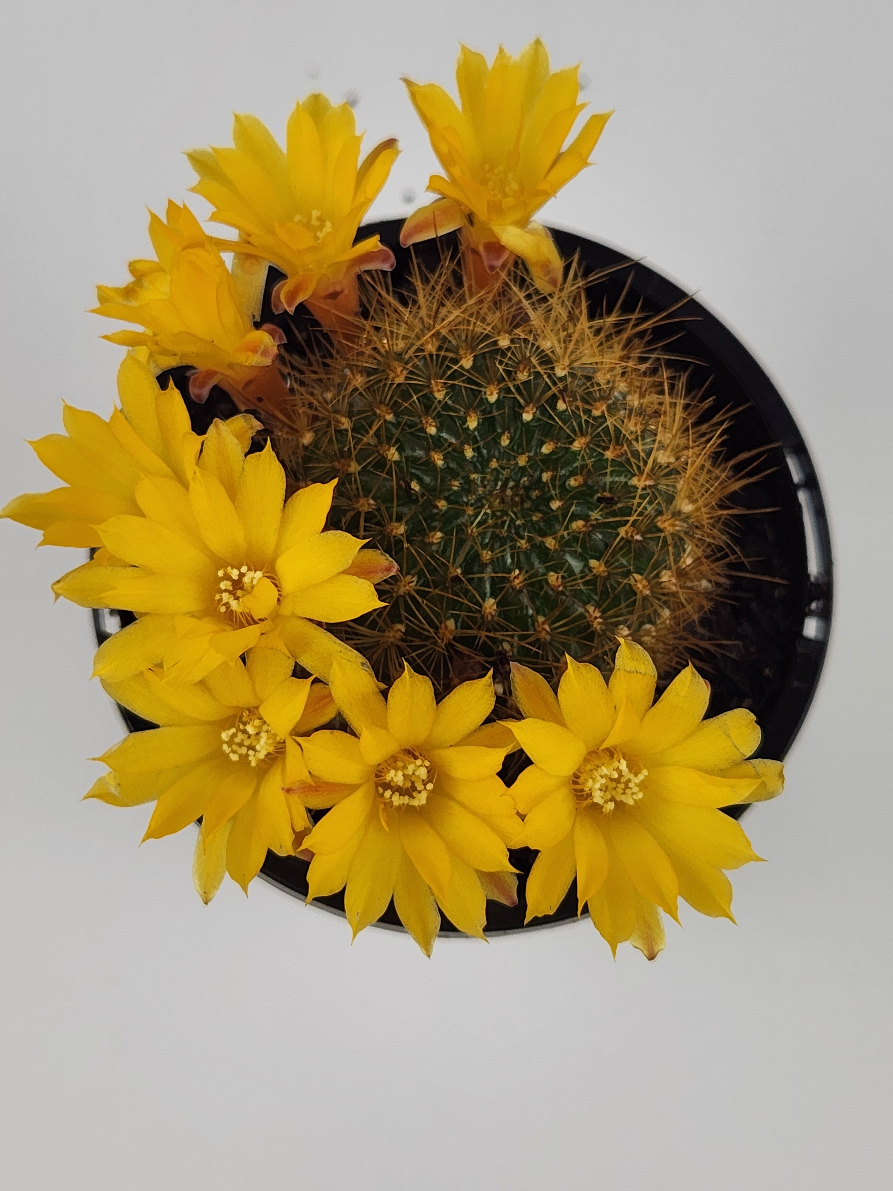 SULCOREBUTIA ARENACEA V. MENESESII