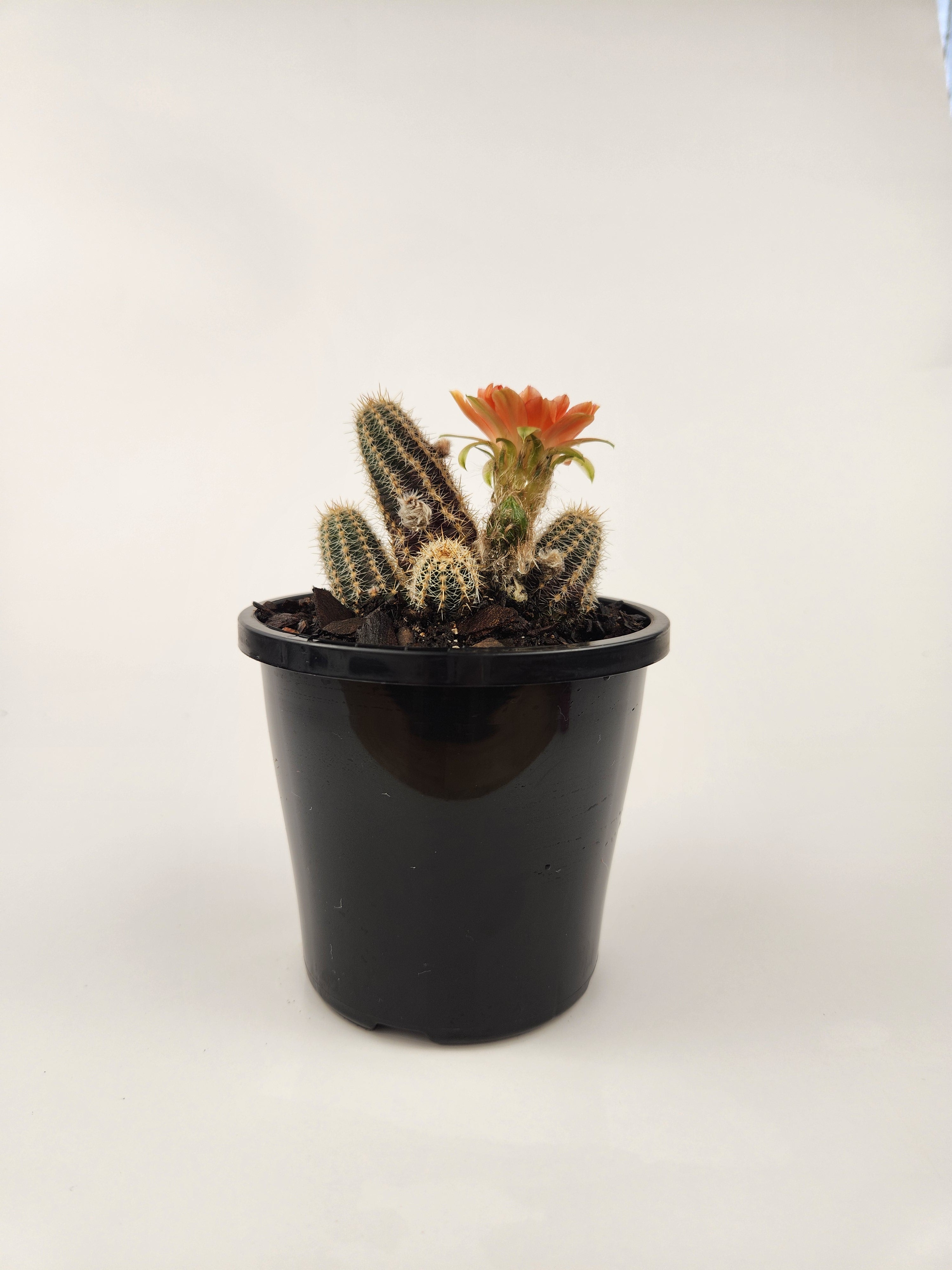 ECHINOPSIS CHAMAECEREUS CV. CAPTAIN JESSOP