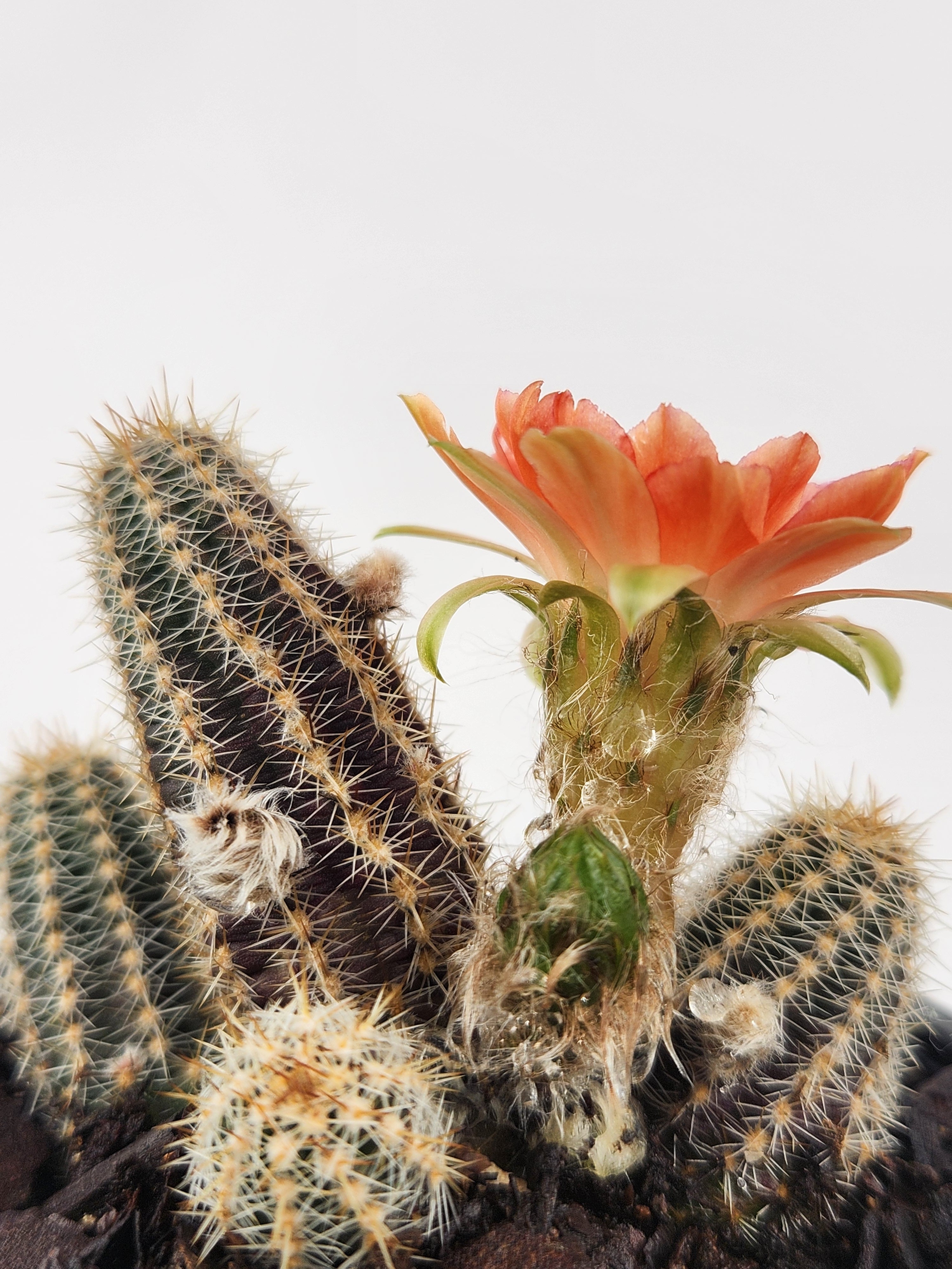 ECHINOPSIS CHAMAECEREUS CV. CAPTAIN JESSOP