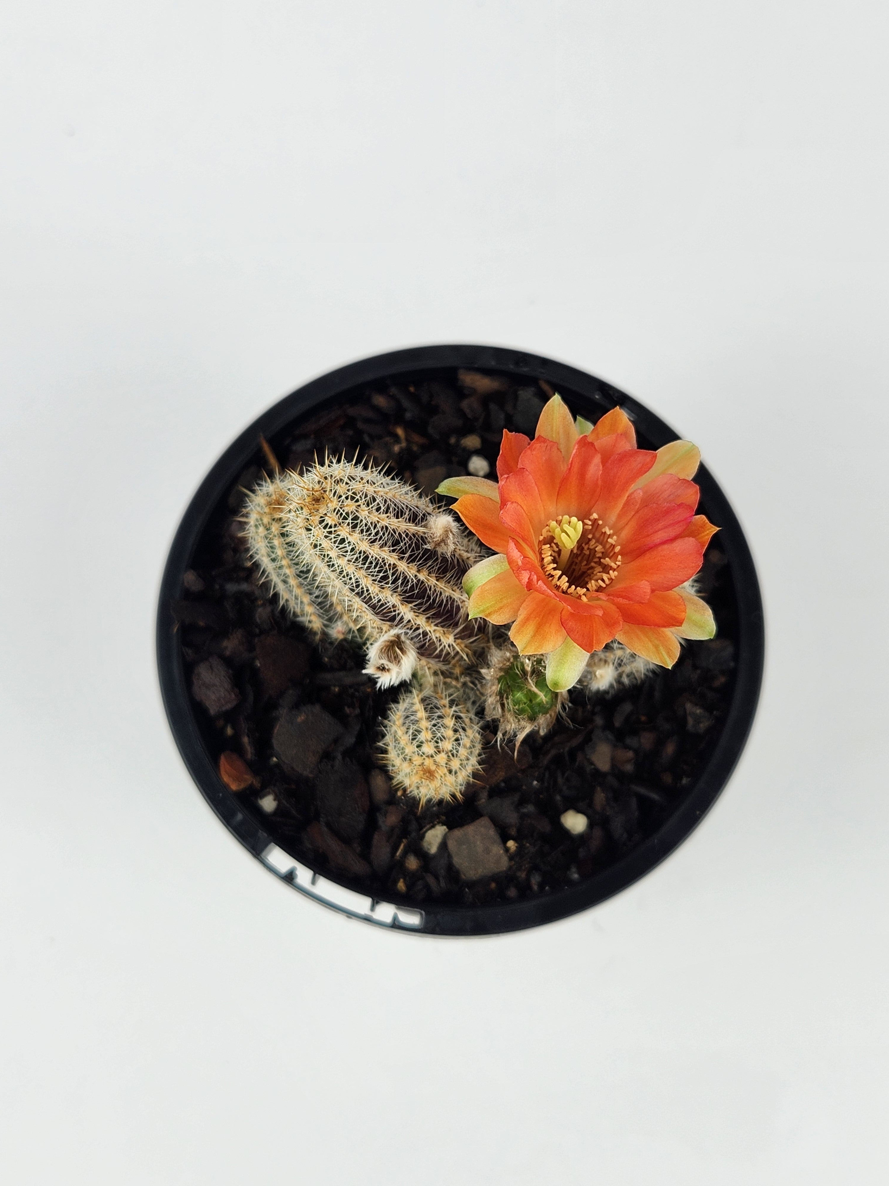 ECHINOPSIS CHAMAECEREUS CV. CAPTAIN JESSOP