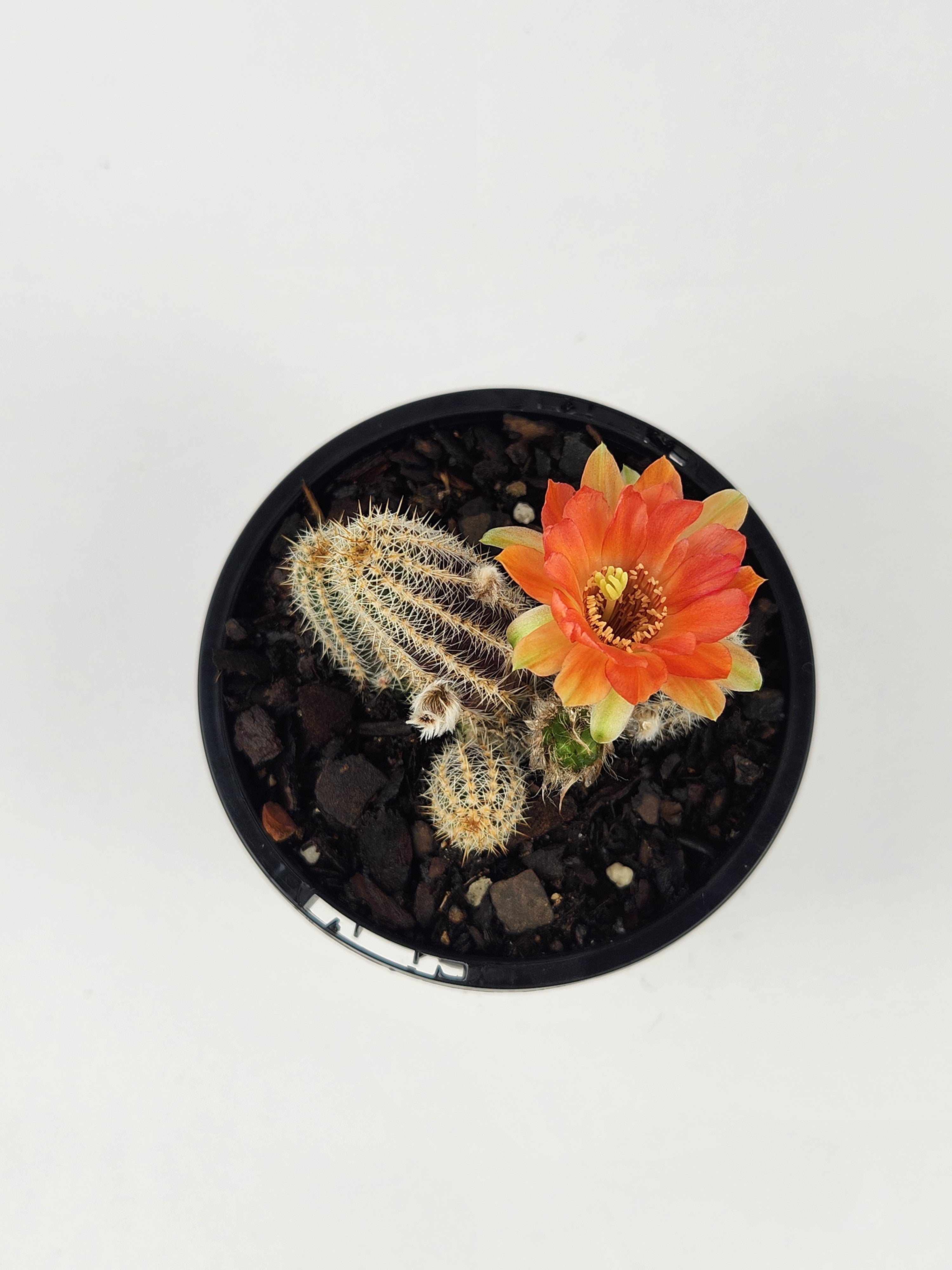 ECHINOPSIS CHAMAECEREUS CV. CAPTAIN JESSOP