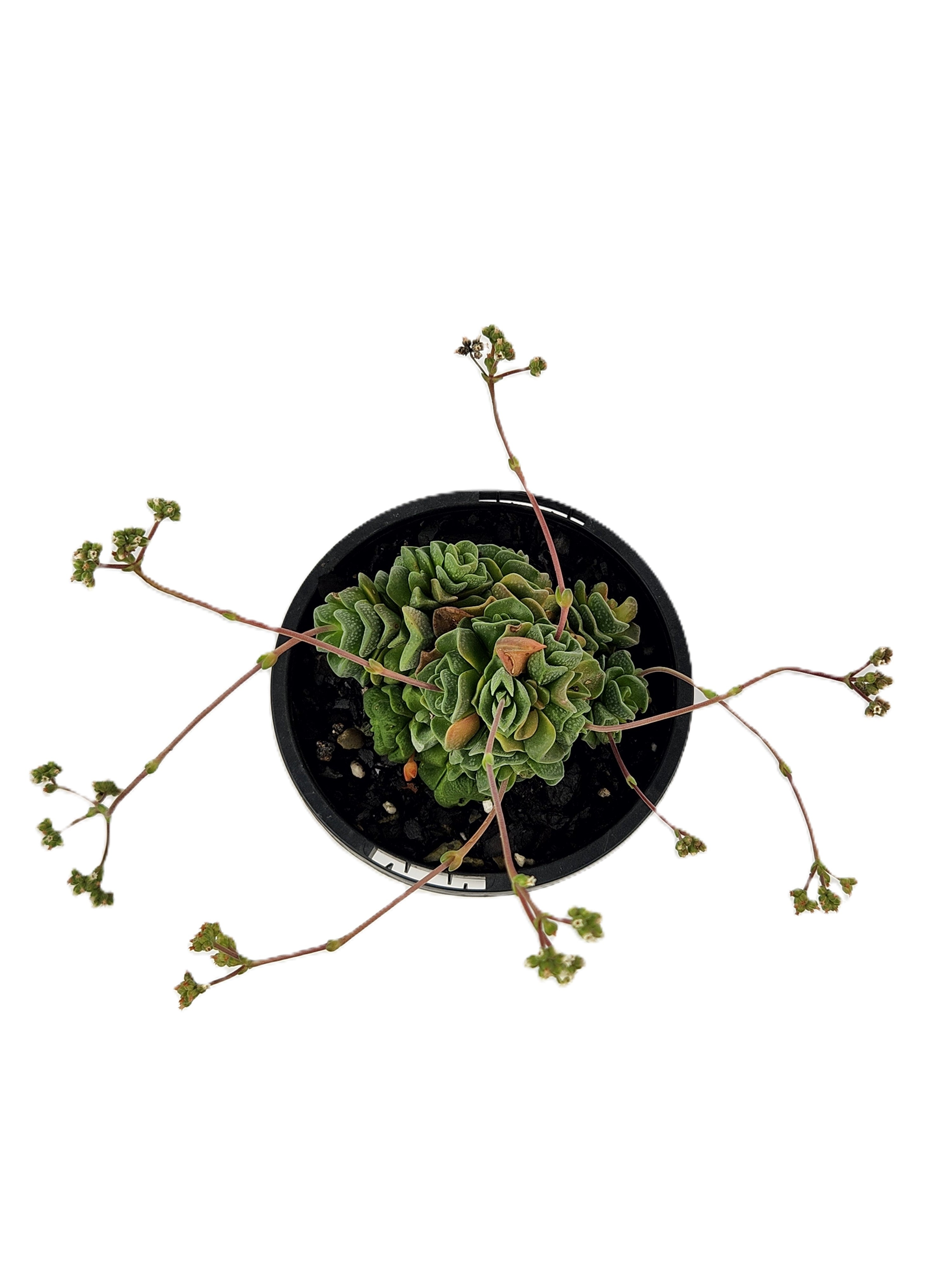 CRASSULA CV. DOROTHY