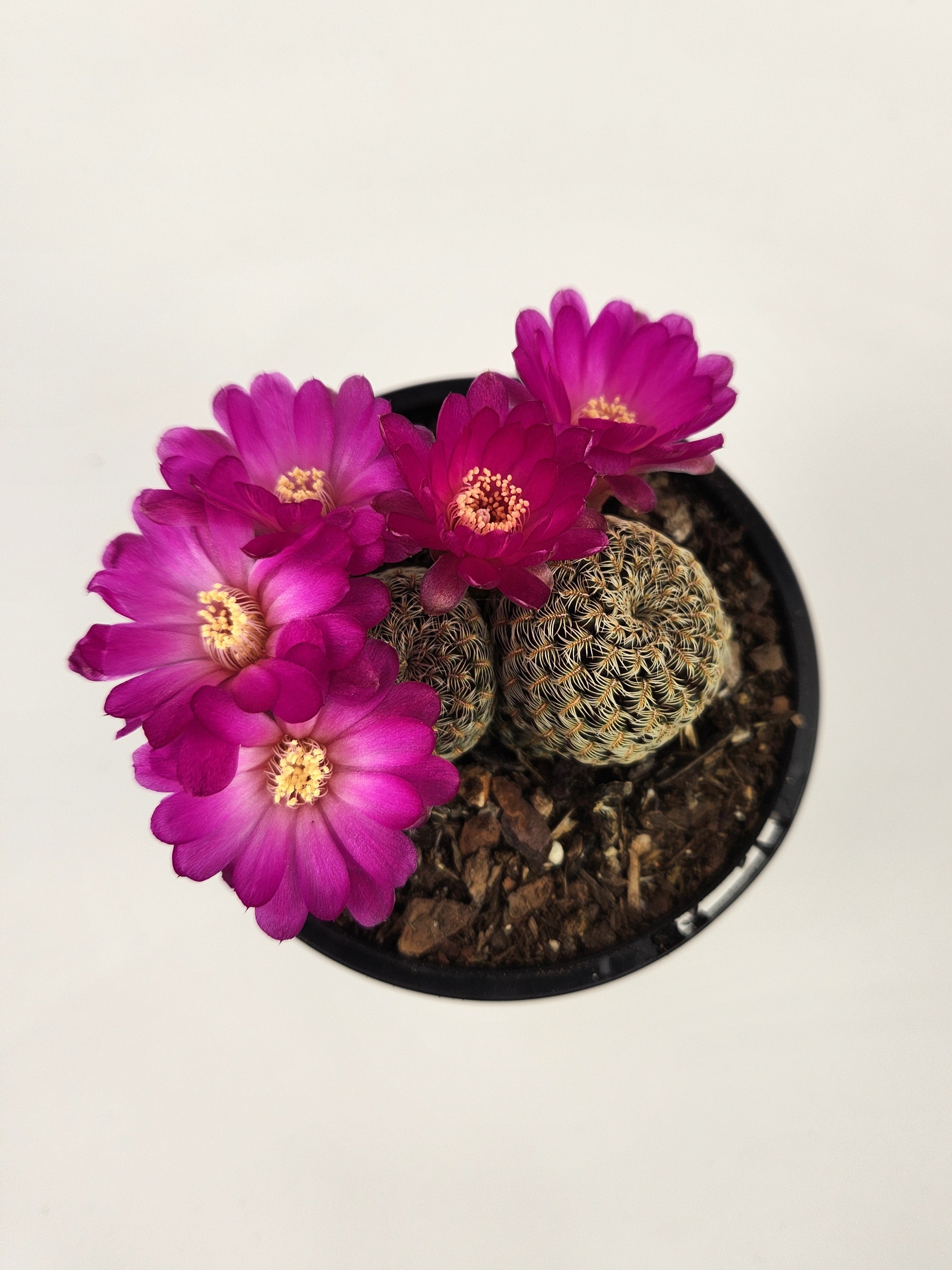 SULCOREBUTIA STEINBACHII SUBS. AUGUSTINII