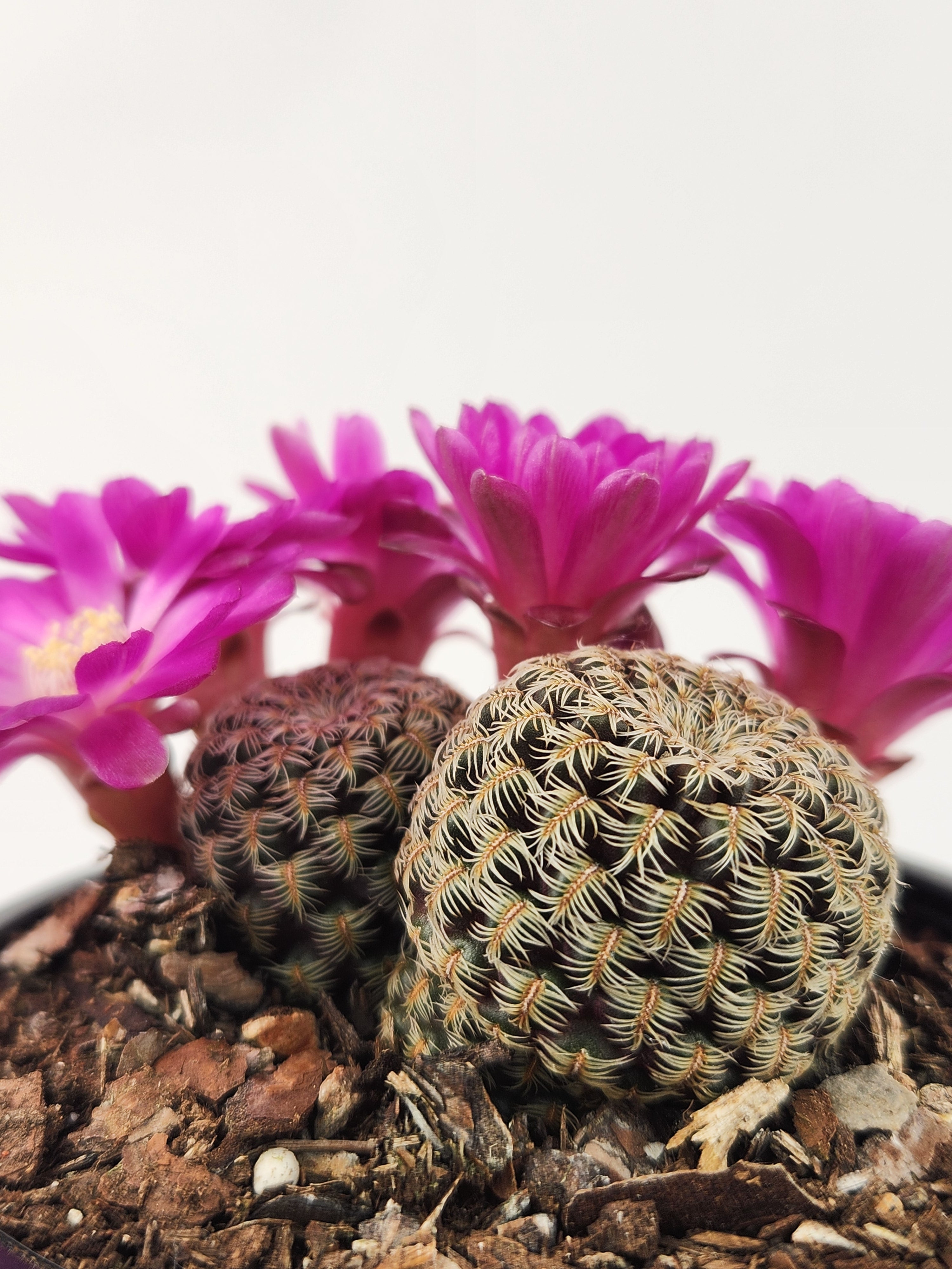 SULCOREBUTIA STEINBACHII SUBS. AUGUSTINII