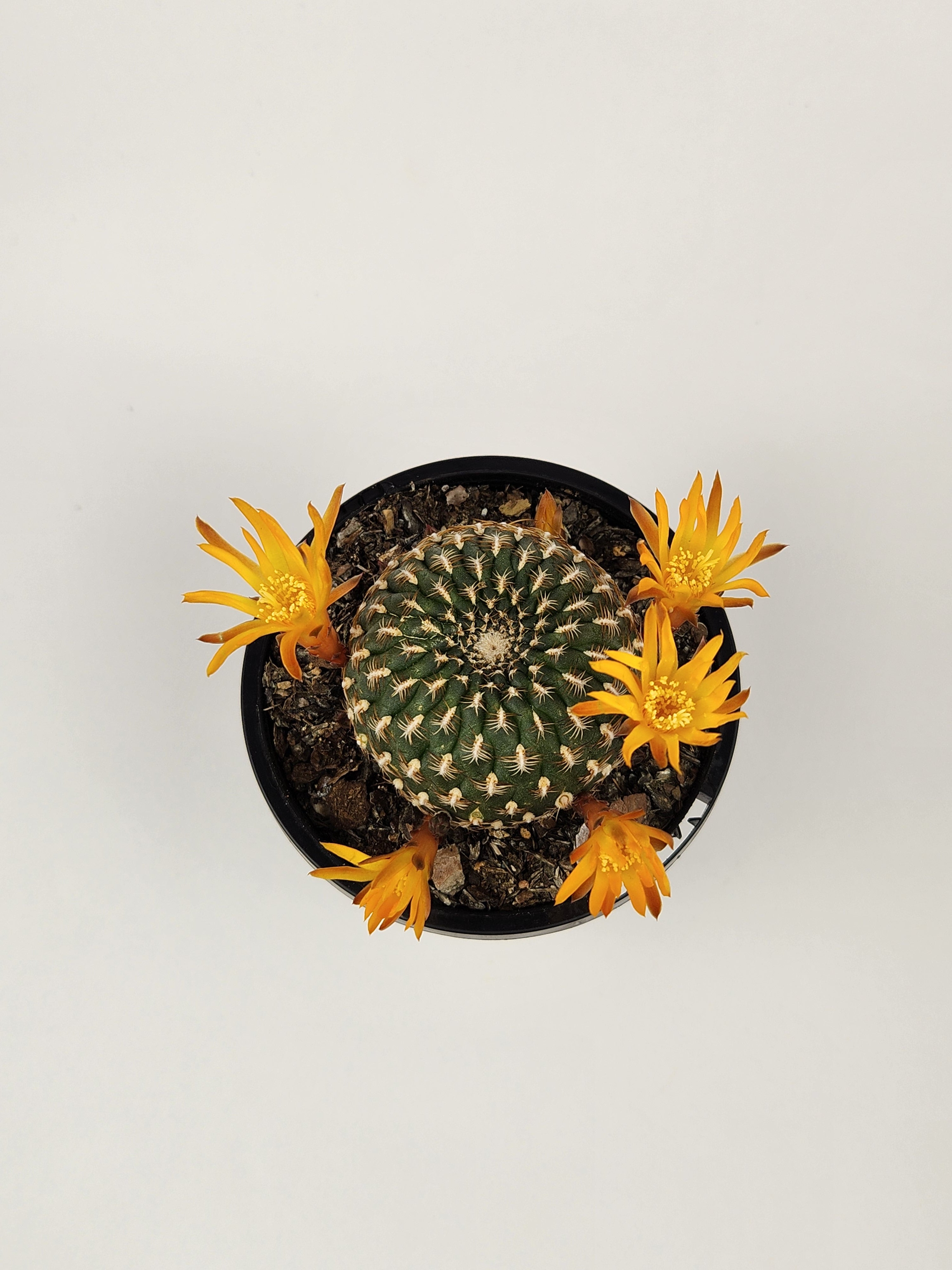 REBUTIA ARENACEA