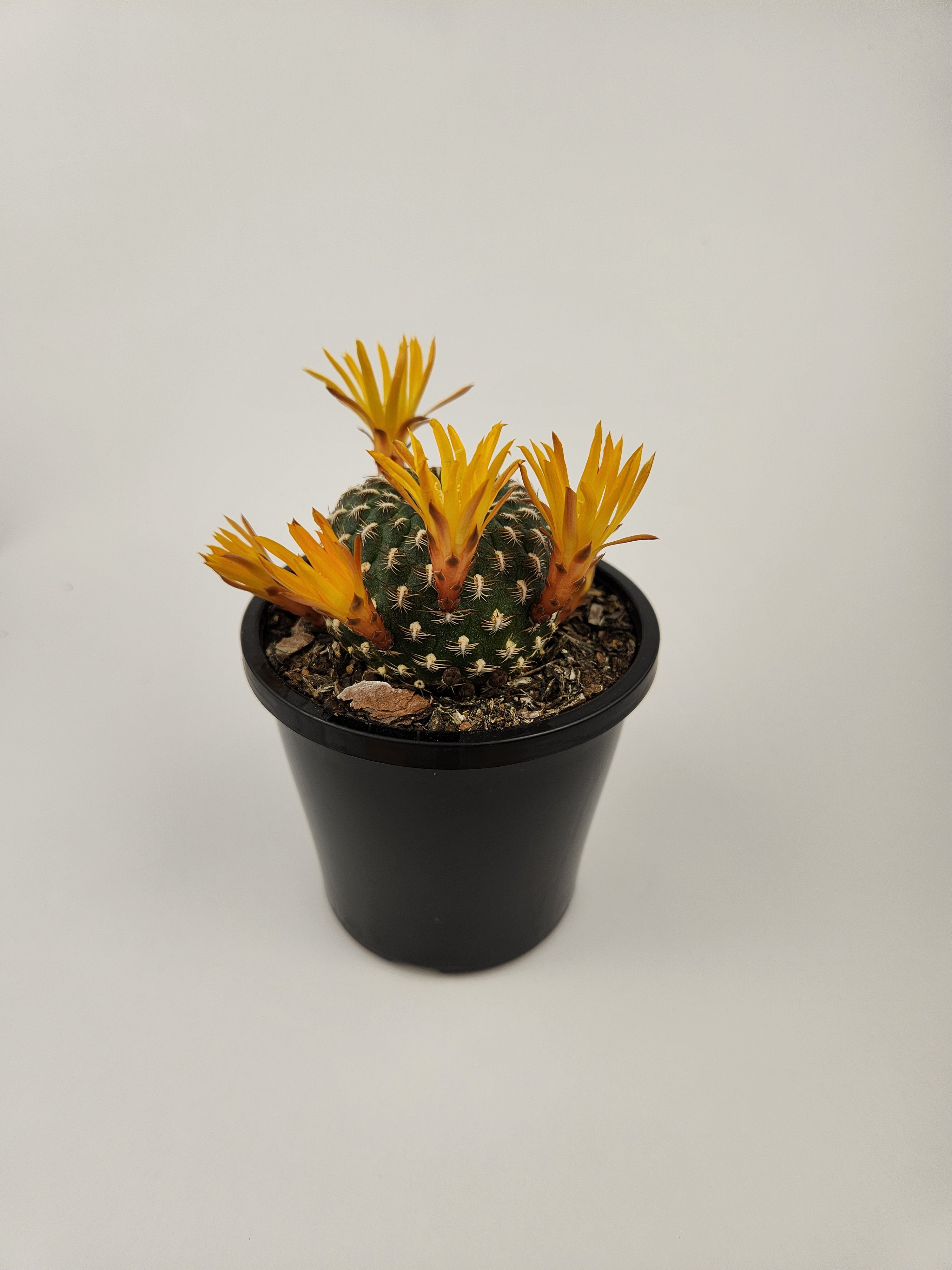 REBUTIA ARENACEA
