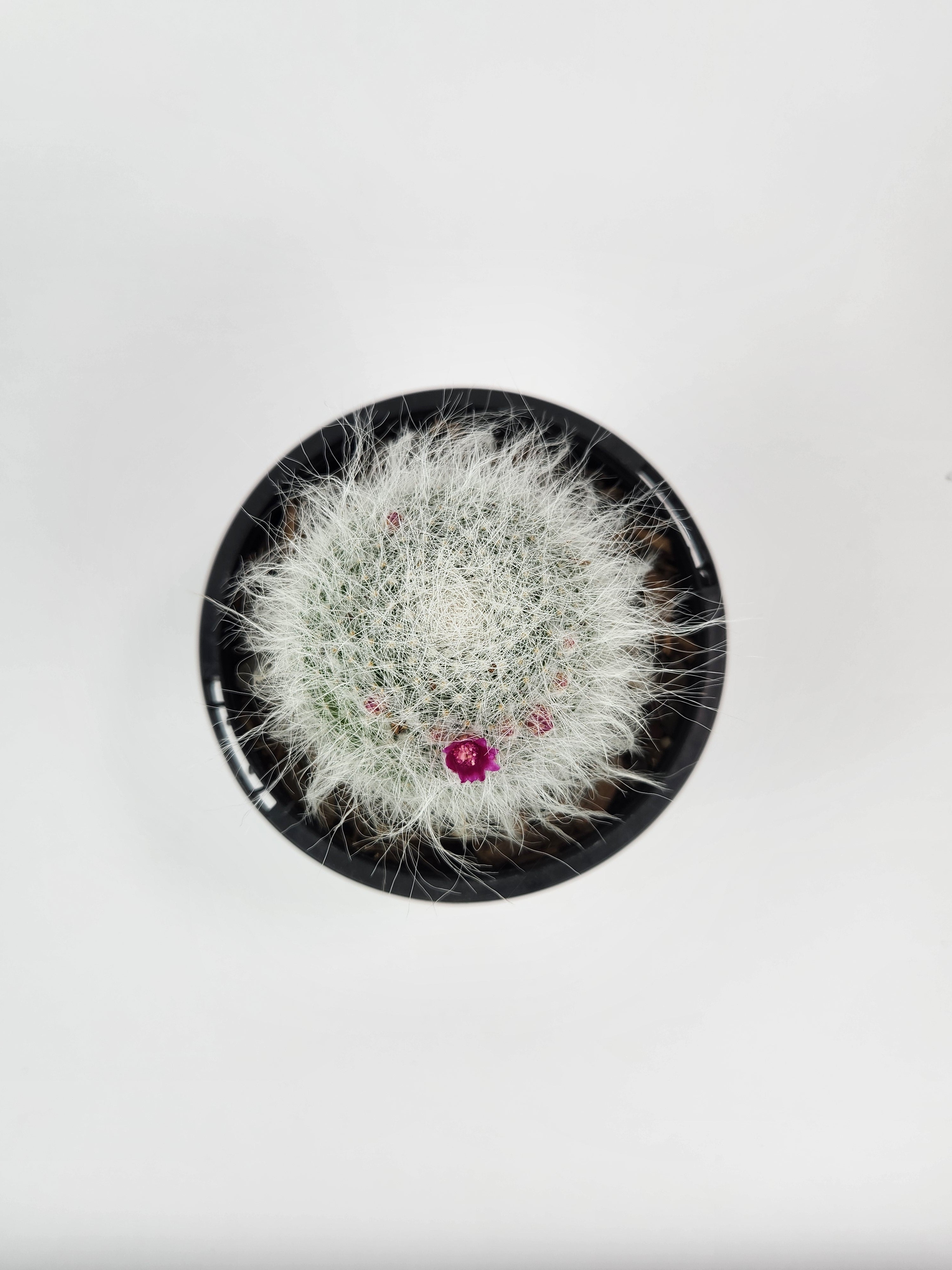 MAMMILLARIA HAHNIANA SUBSP. HAHNIANA