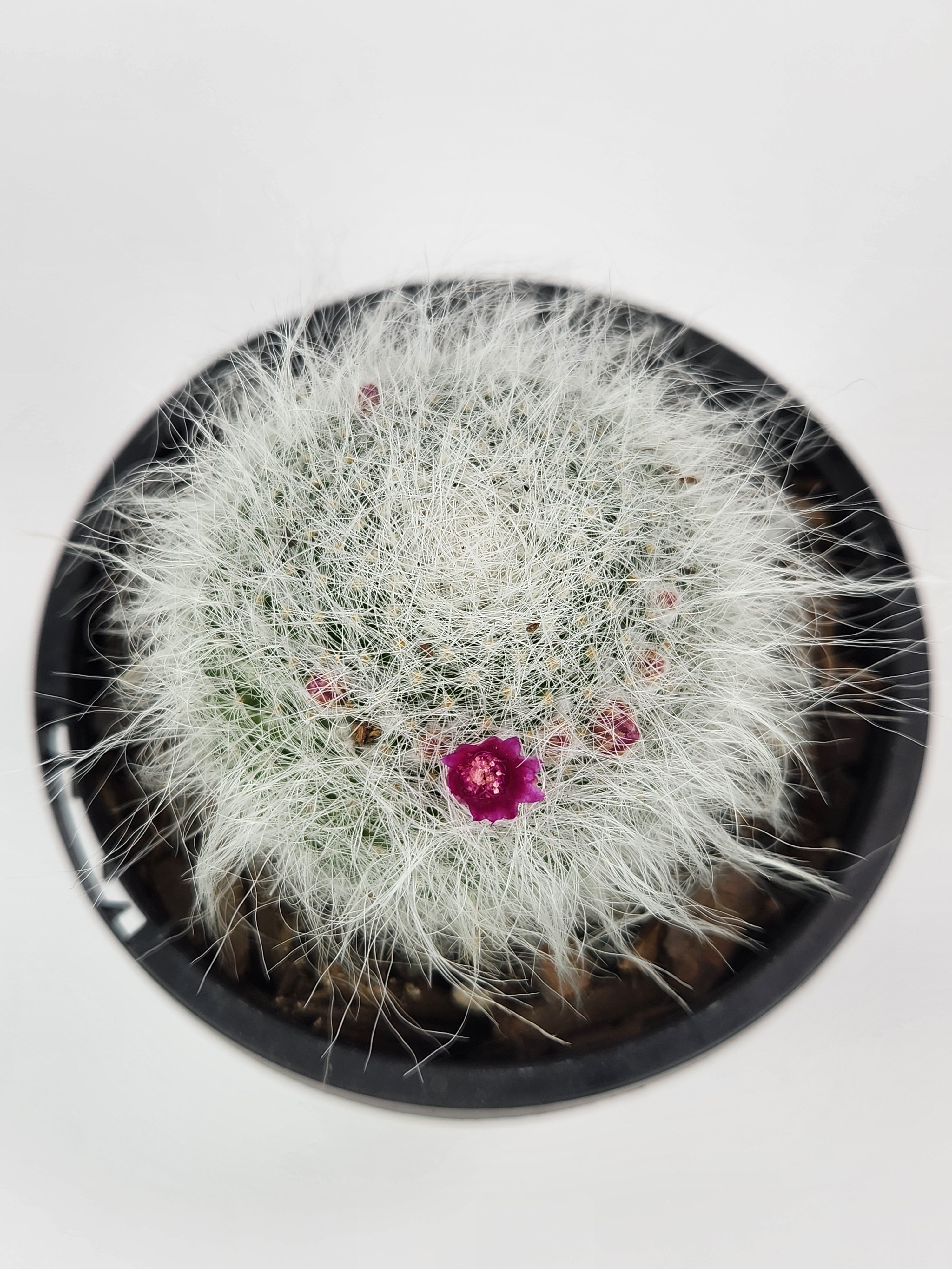 MAMMILLARIA HAHNIANA SUBSP. HAHNIANA