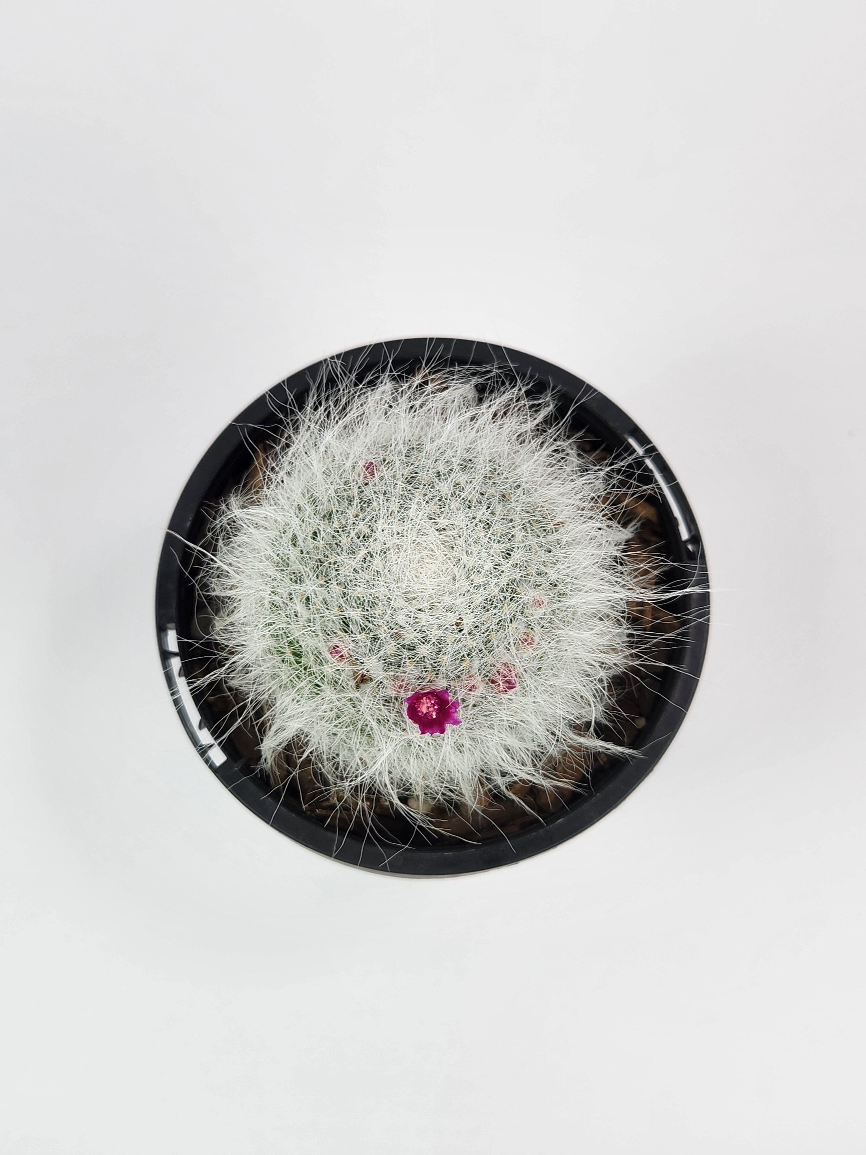 MAMMILLARIA HAHNIANA SUBSP. HAHNIANA