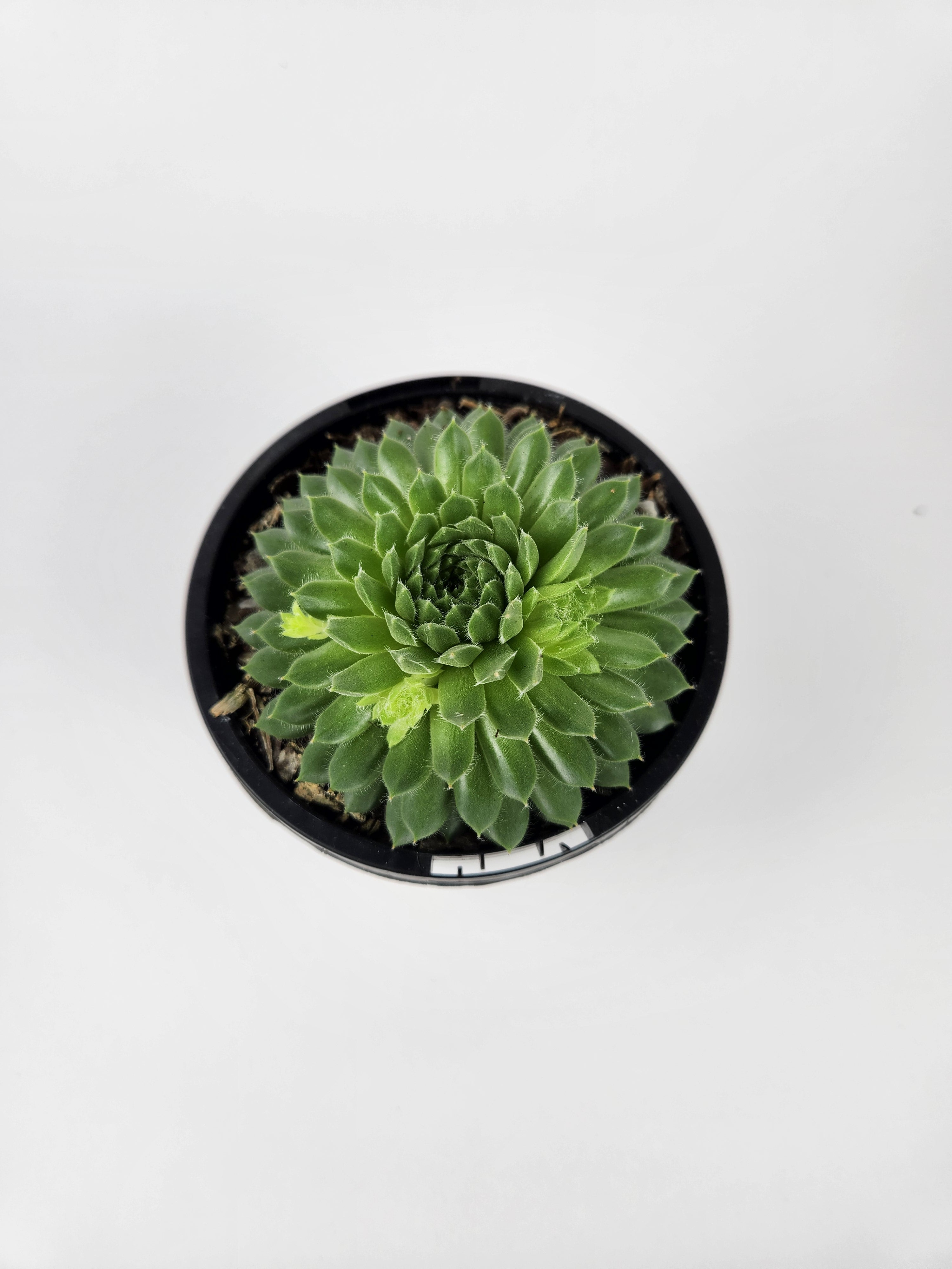 SEMPERVIVUM PEKINESE