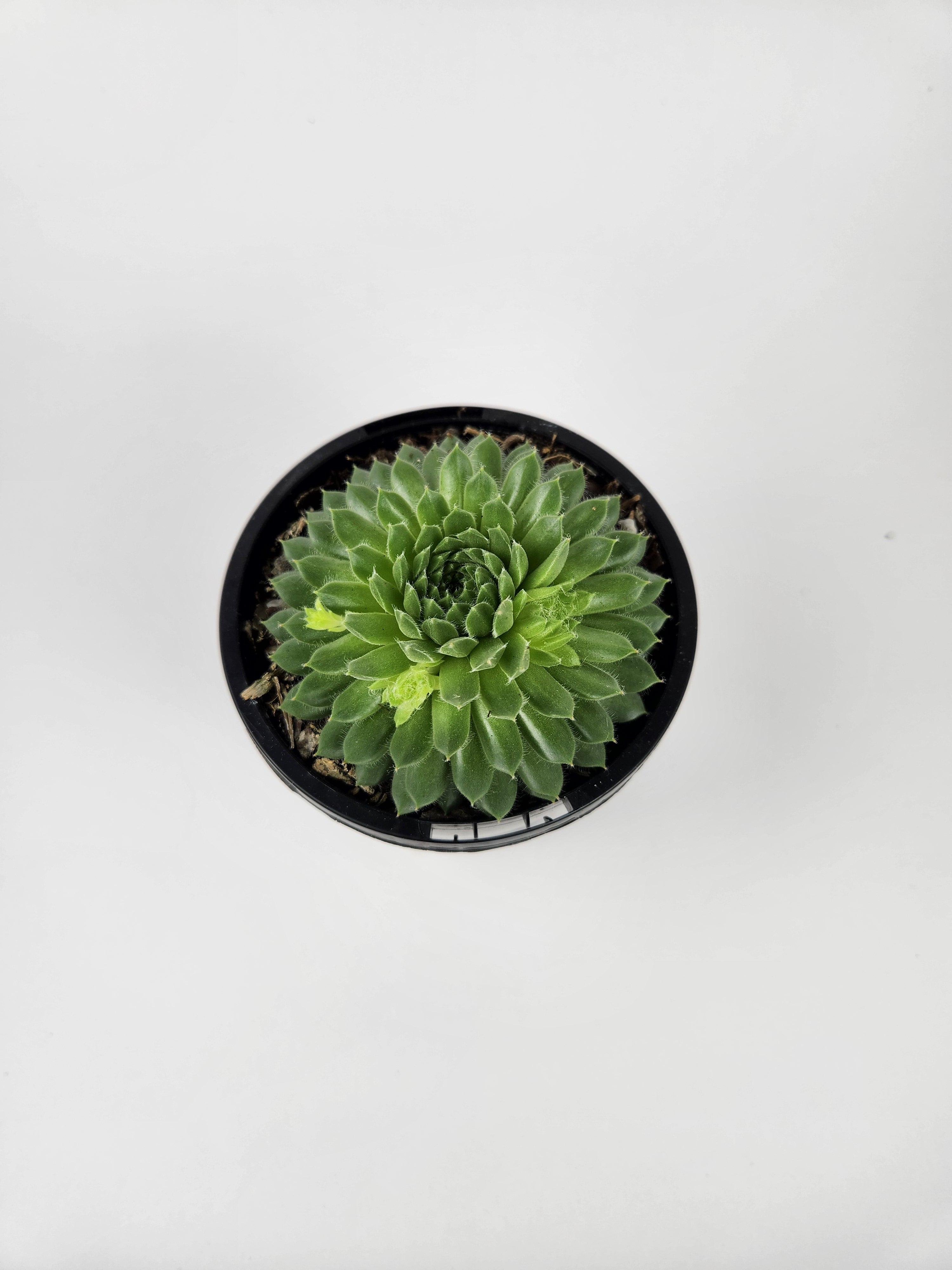 SEMPERVIVUM PEKINESE