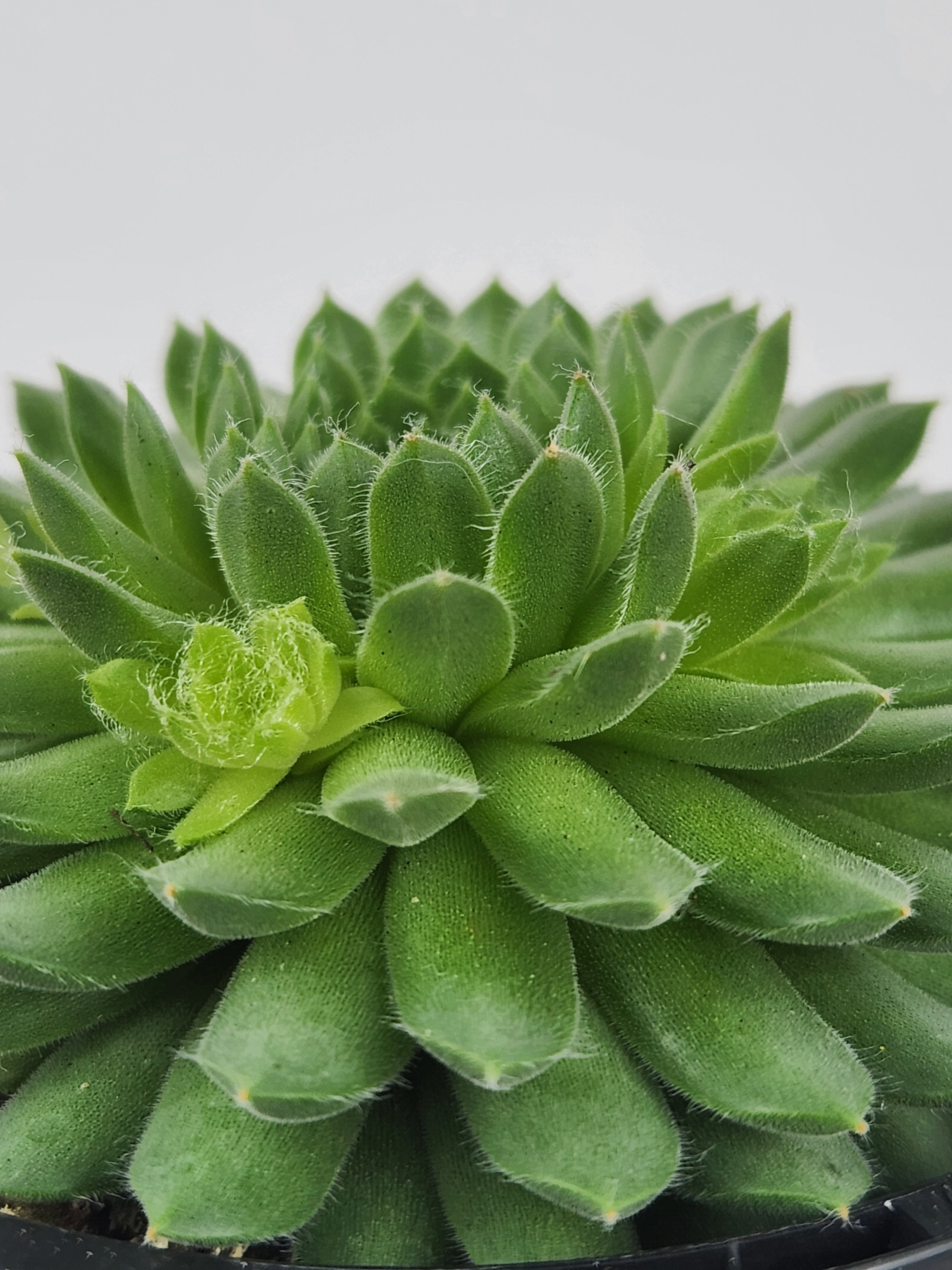 SEMPERVIVUM PEKINESE