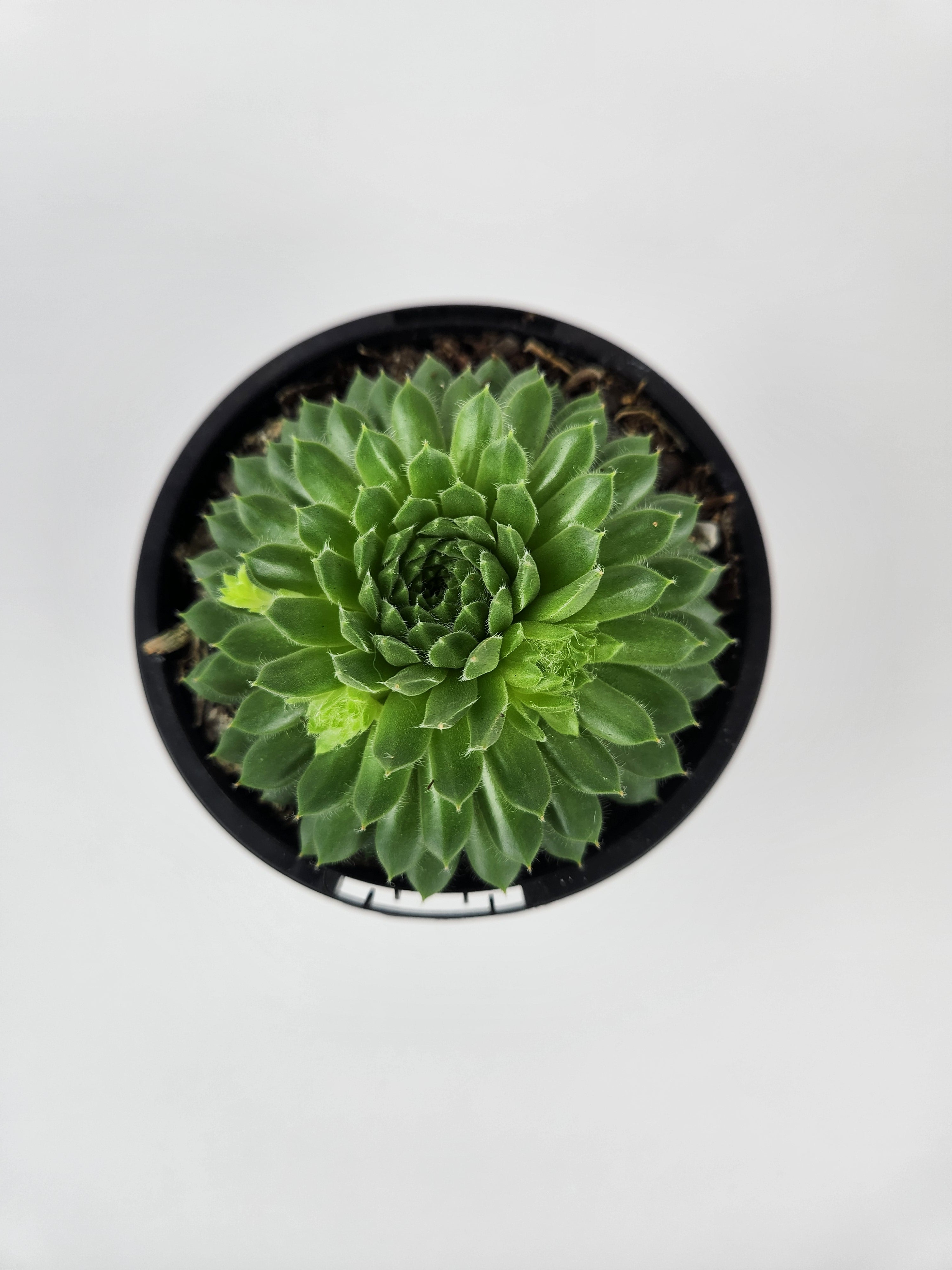 SEMPERVIVUM PEKINESE