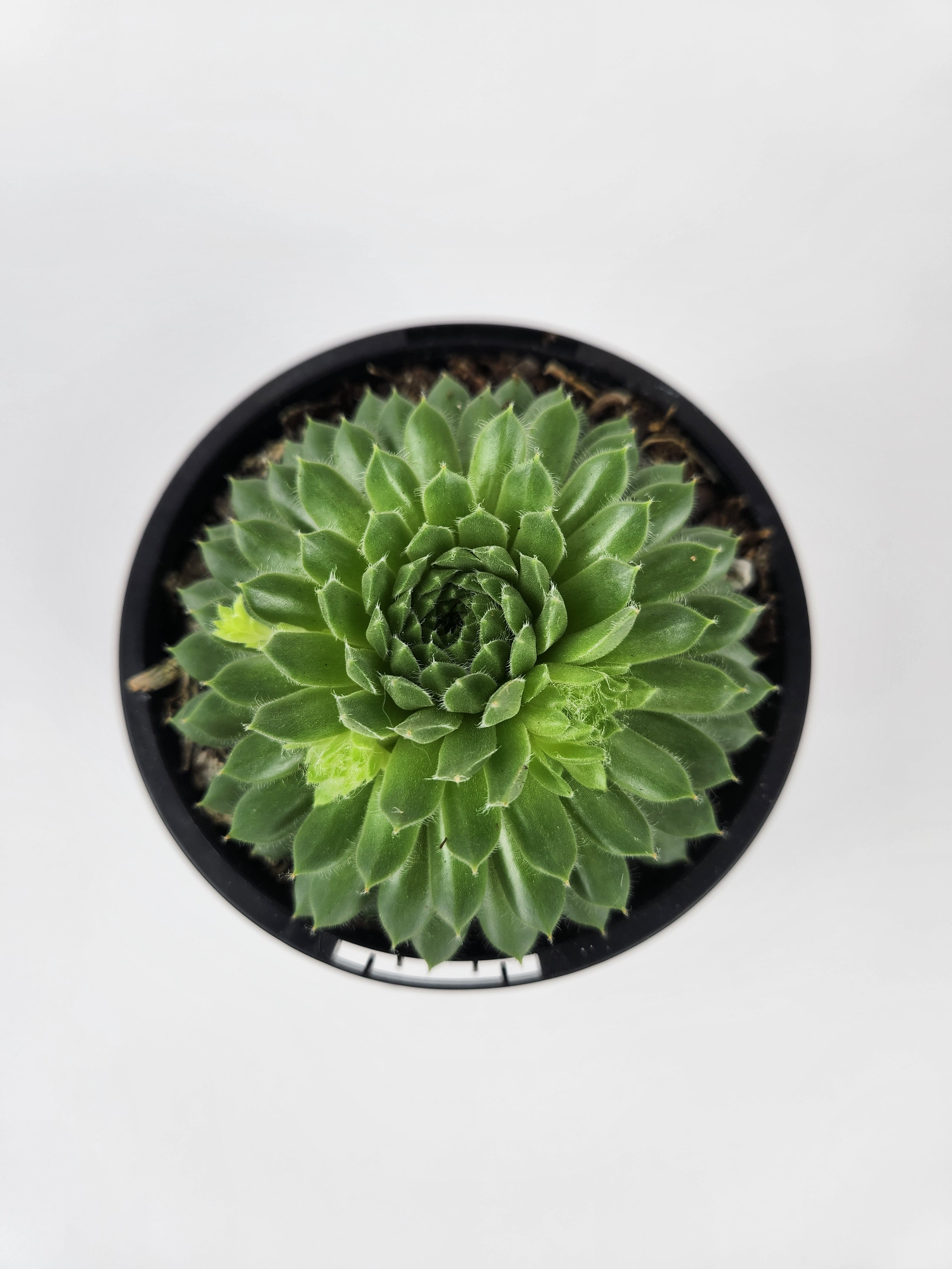 SEMPERVIVUM PEKINESE