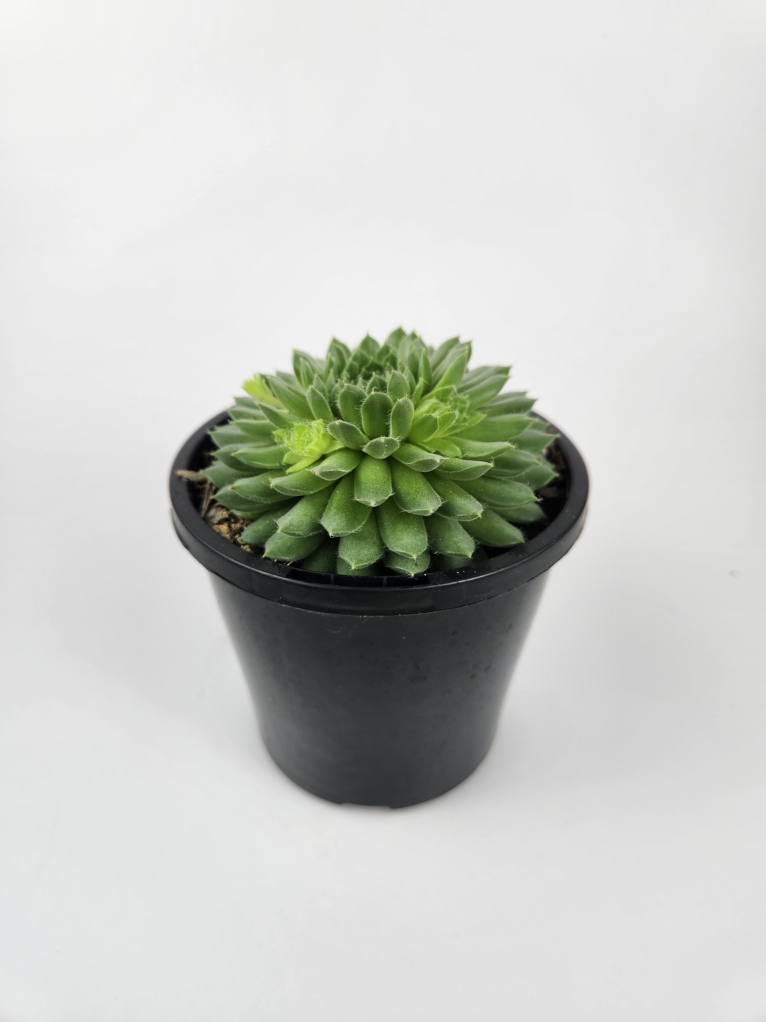 SEMPERVIVUM PEKINESE