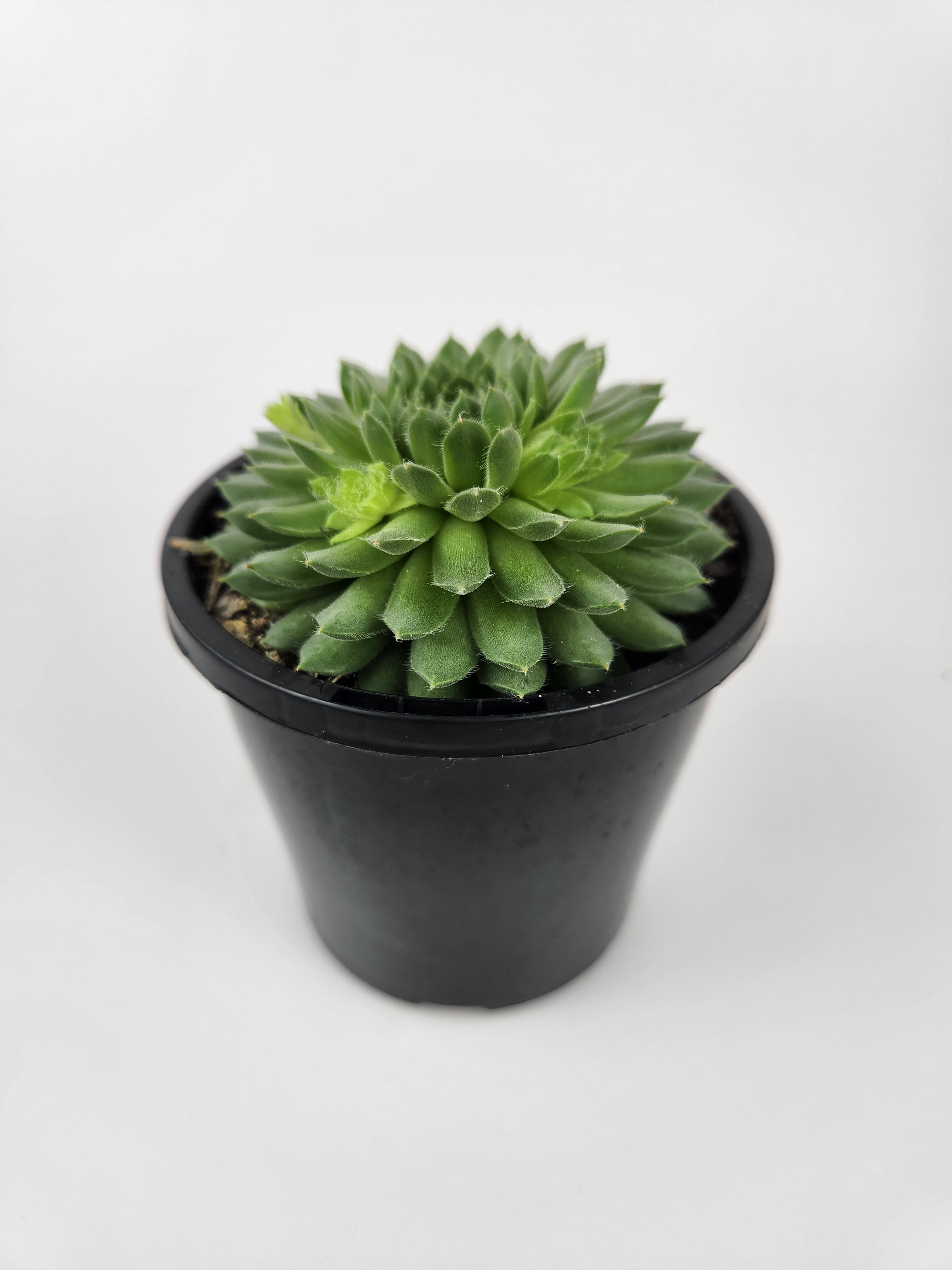 SEMPERVIVUM PEKINESE