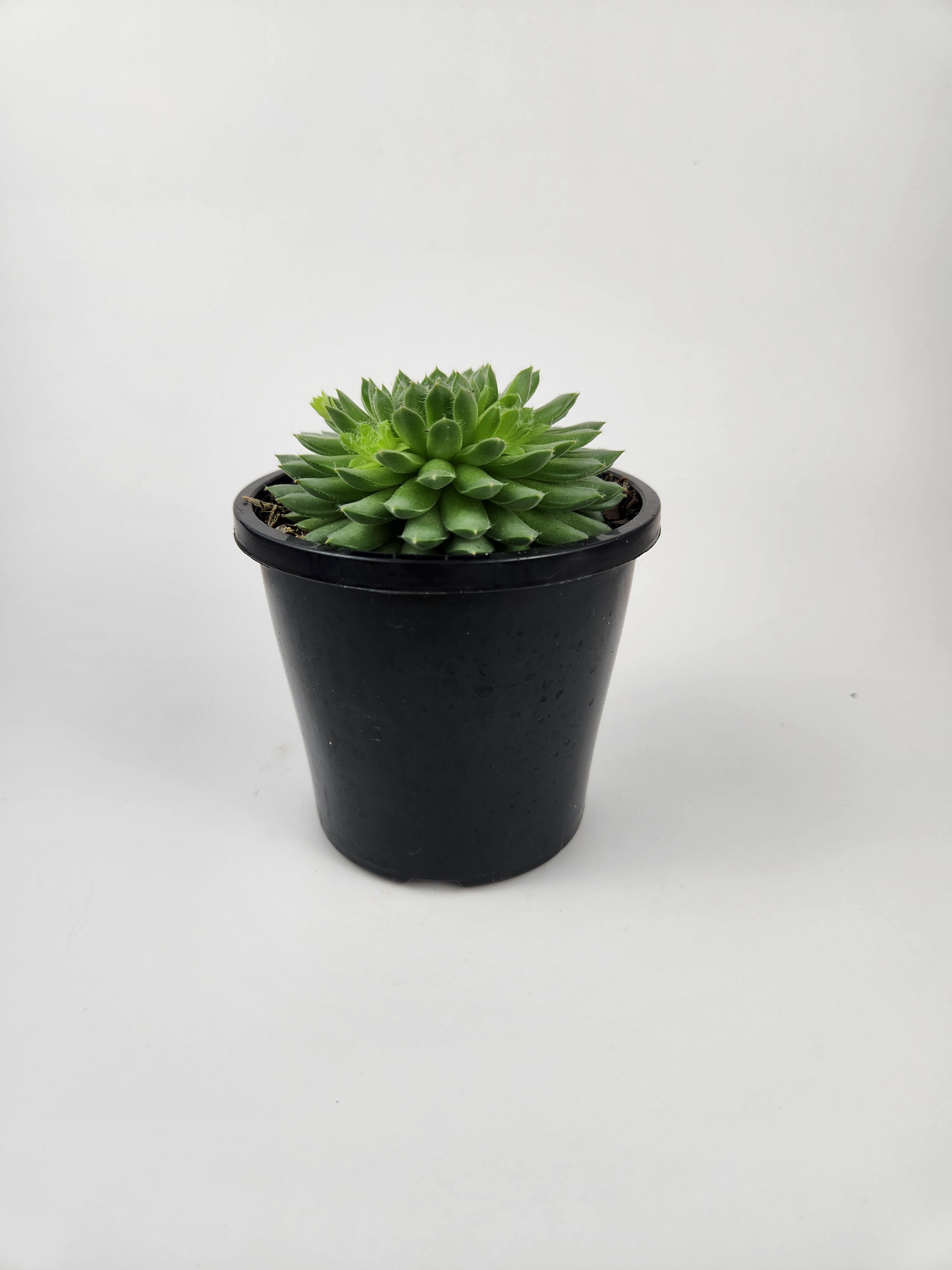 SEMPERVIVUM PEKINESE