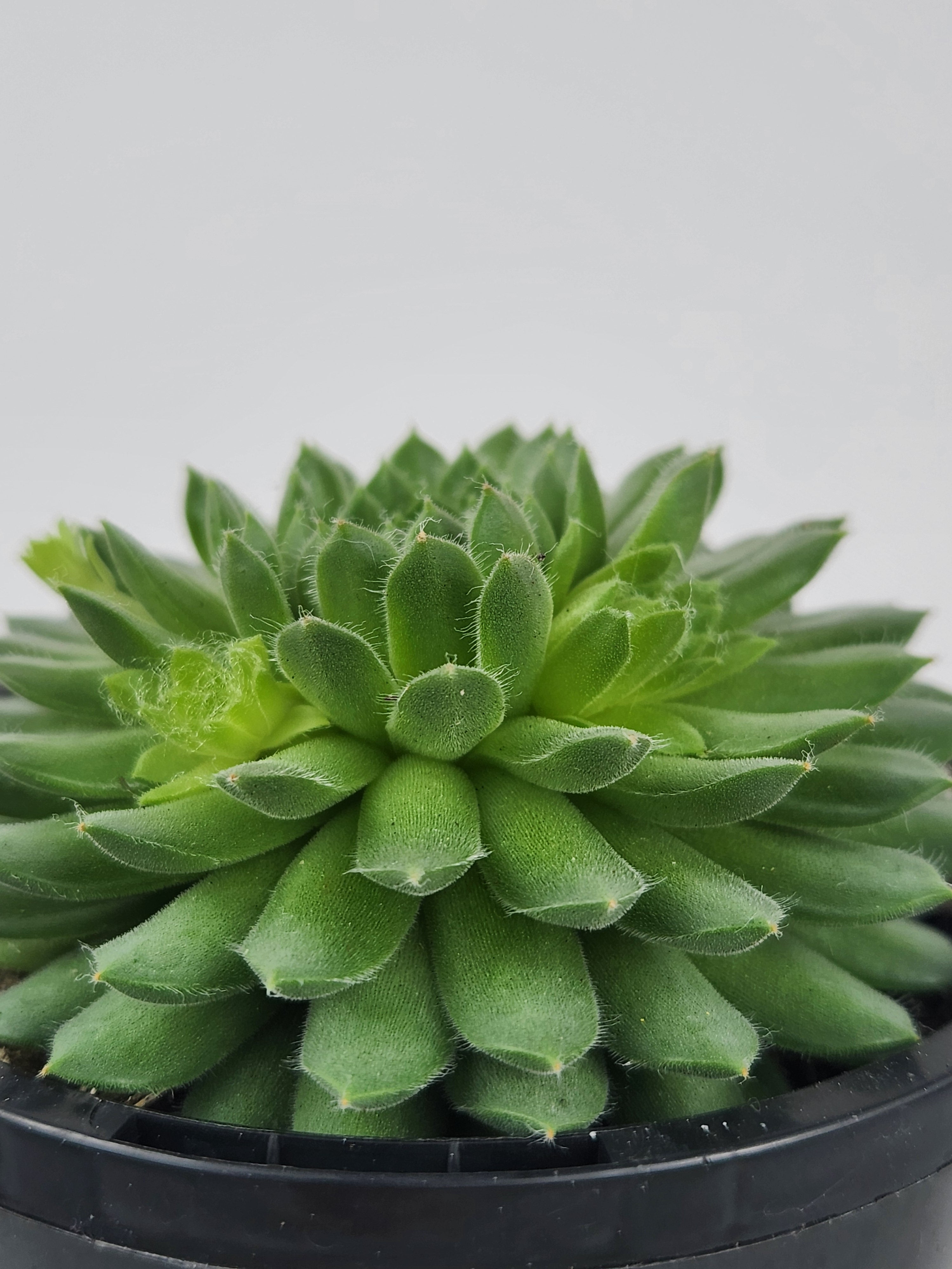 SEMPERVIVUM PEKINESE