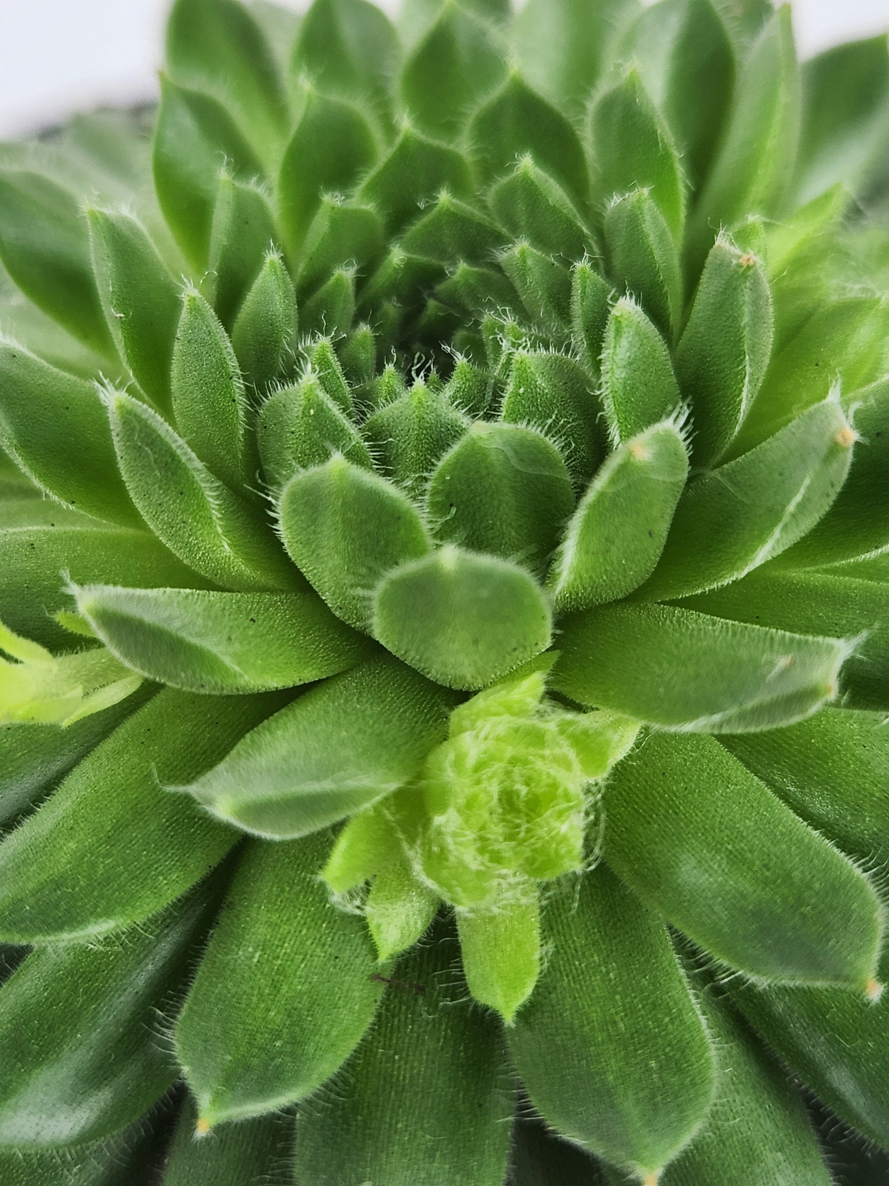 SEMPERVIVUM PEKINESE