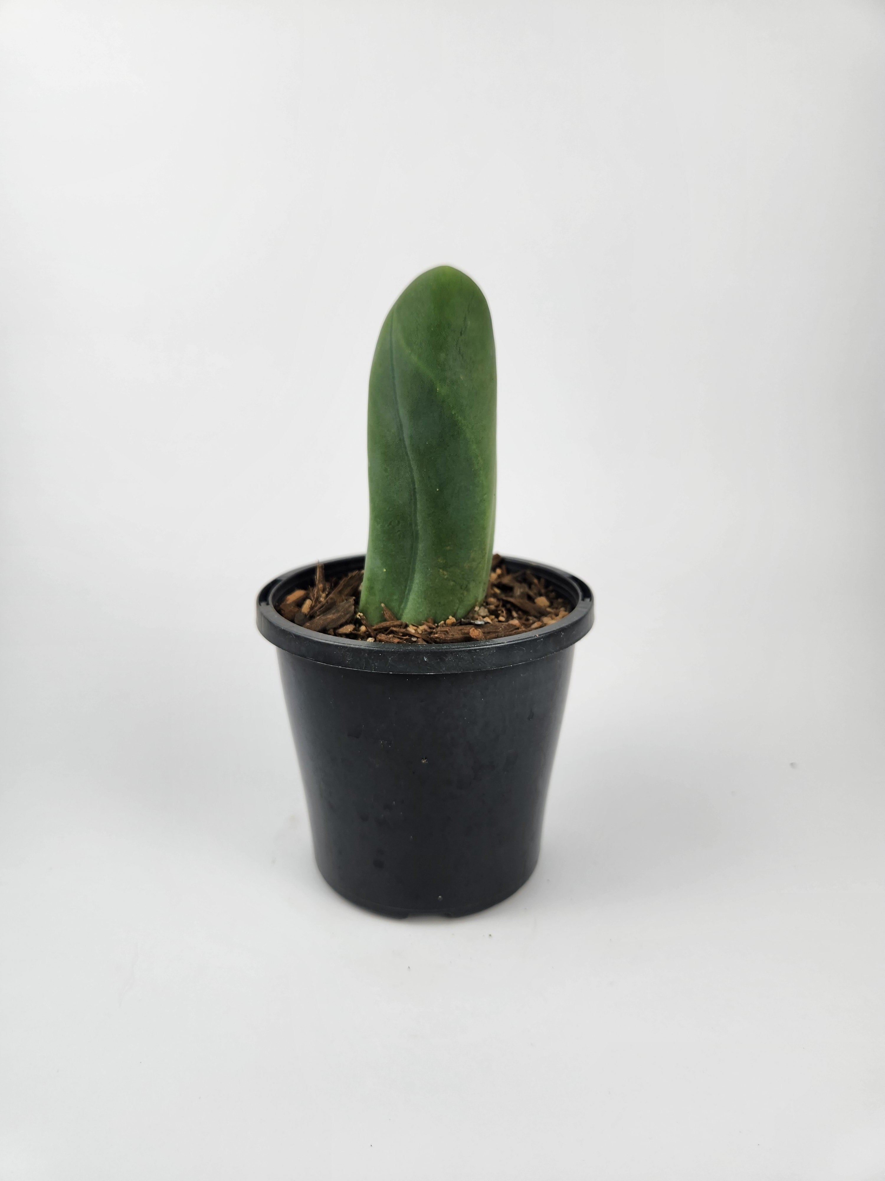 TRICHOCEREUS BRIDGESII MONSTROSE